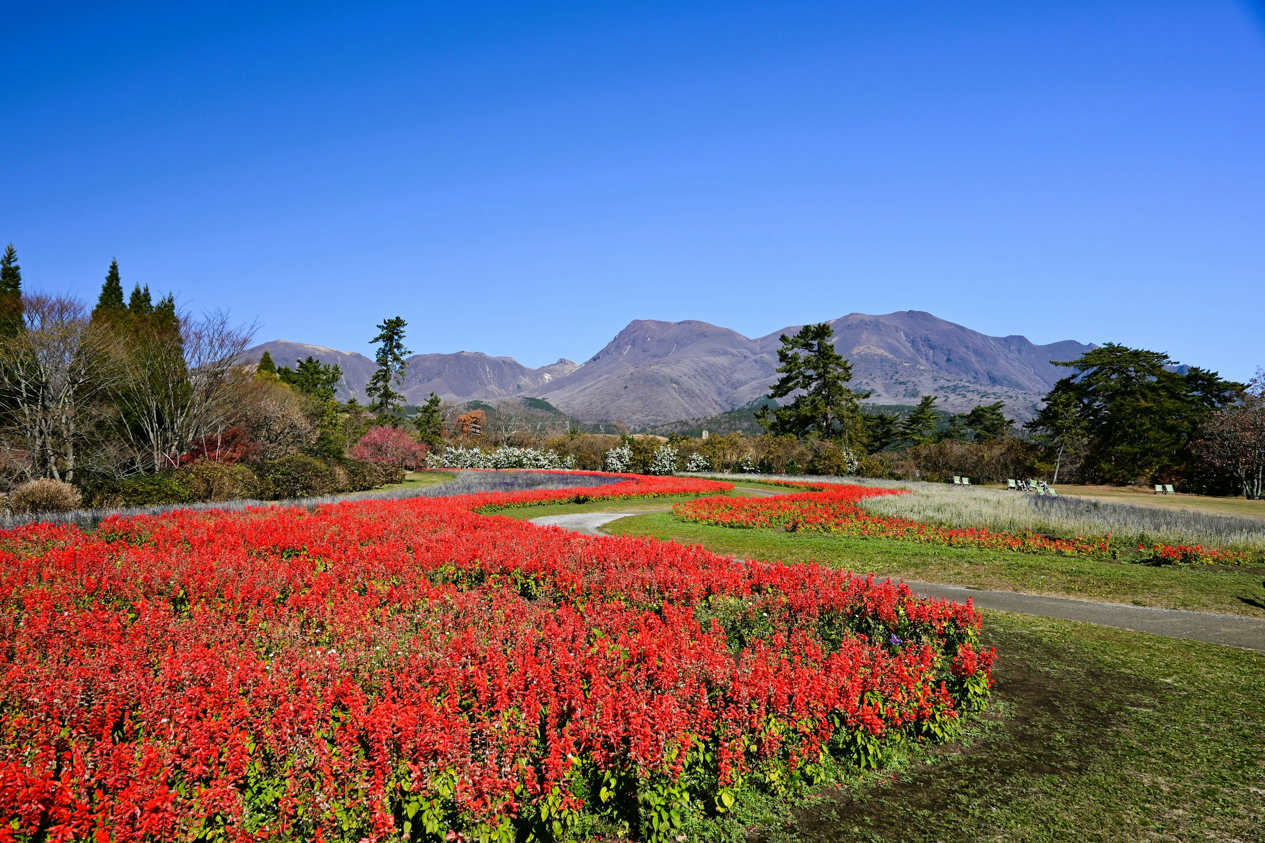 赤い花畑と山並みの風景