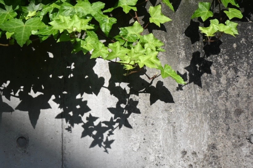 コンクリート壁に影と植物の葉が重なる
