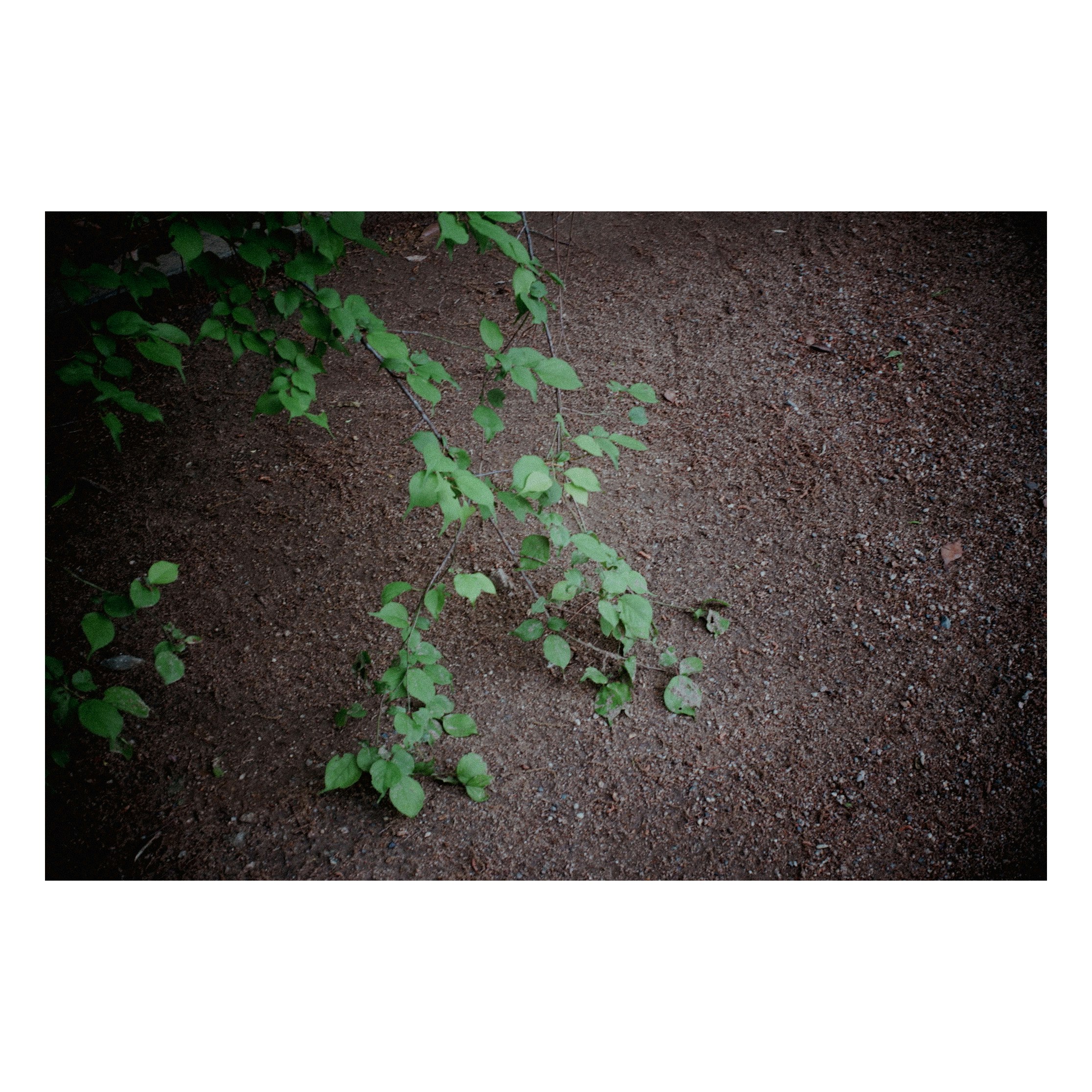 土の上に広がる緑の小さな植物