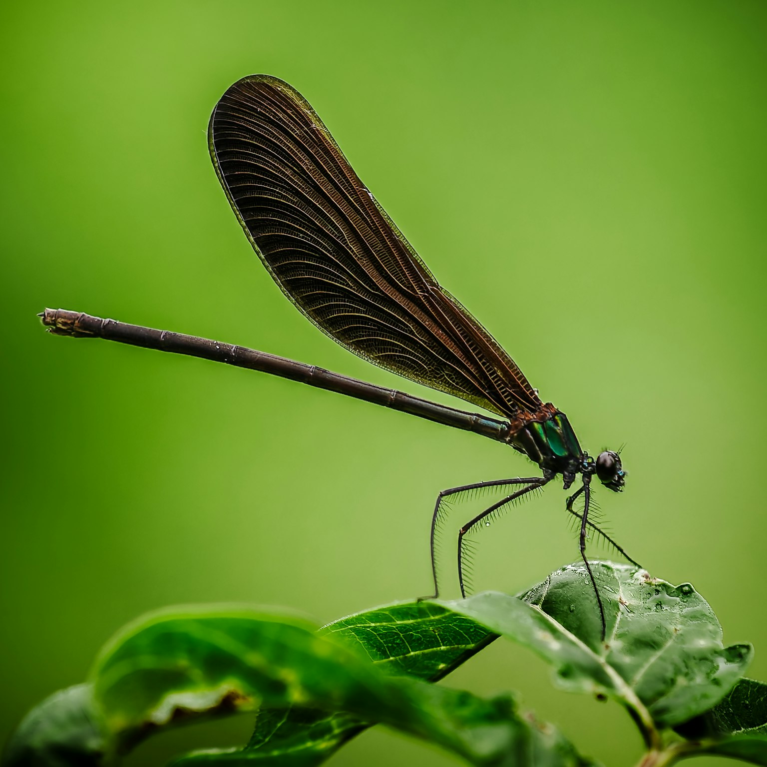 Close-up of a dragonfly perched on a leaf against a green background