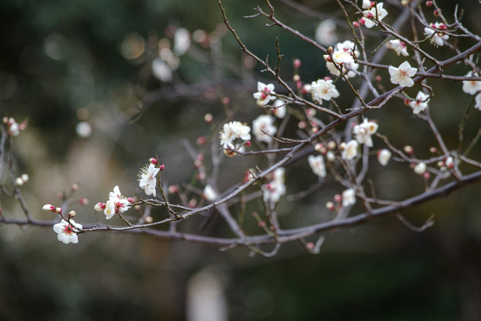Primo piano di un ramo con fiori bianchi in fiore
