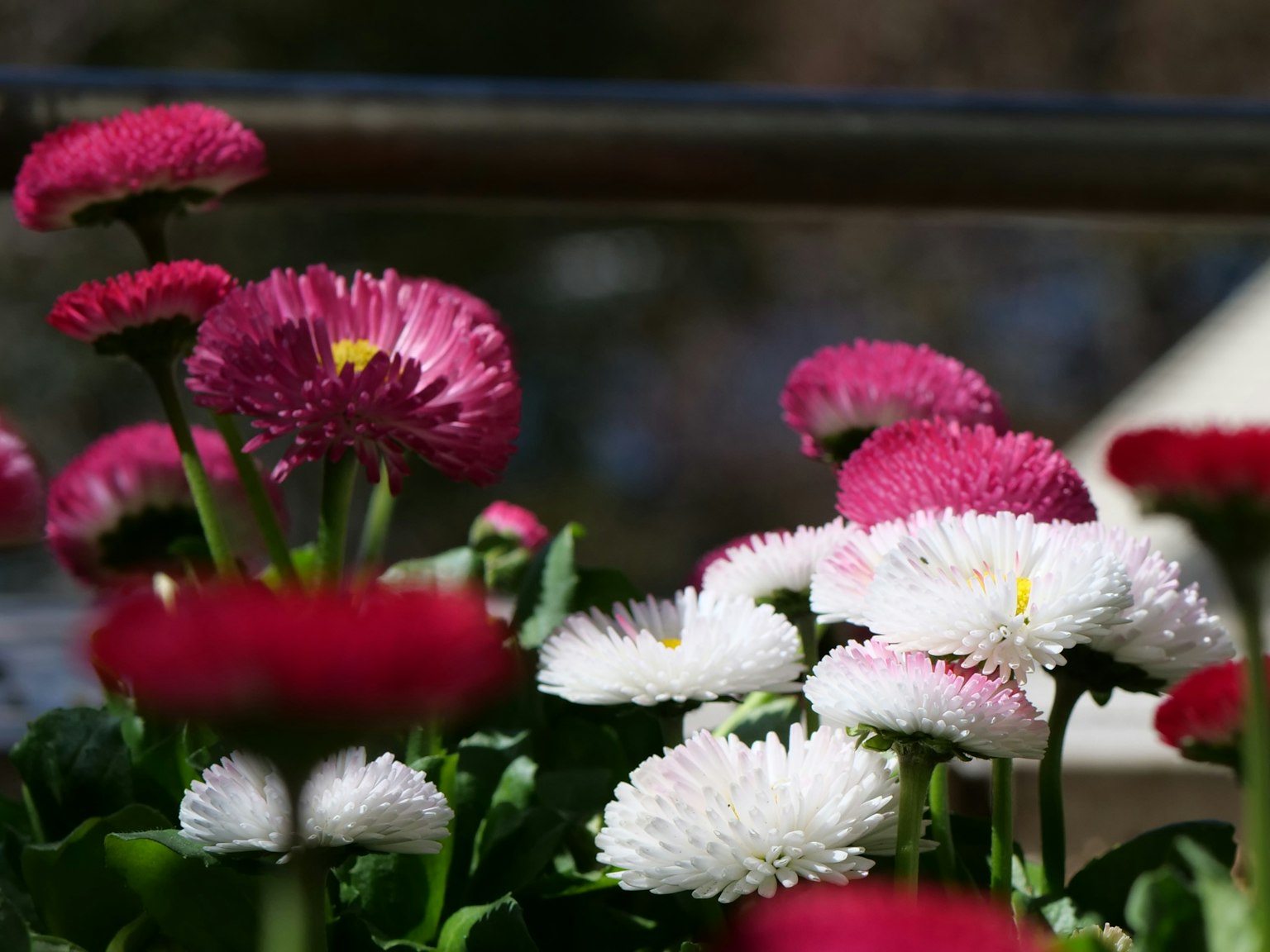 ดอกไม้หลากสีบานสะพรั่ง มีเดซี่สีชมพูและขาวโดดเด่น