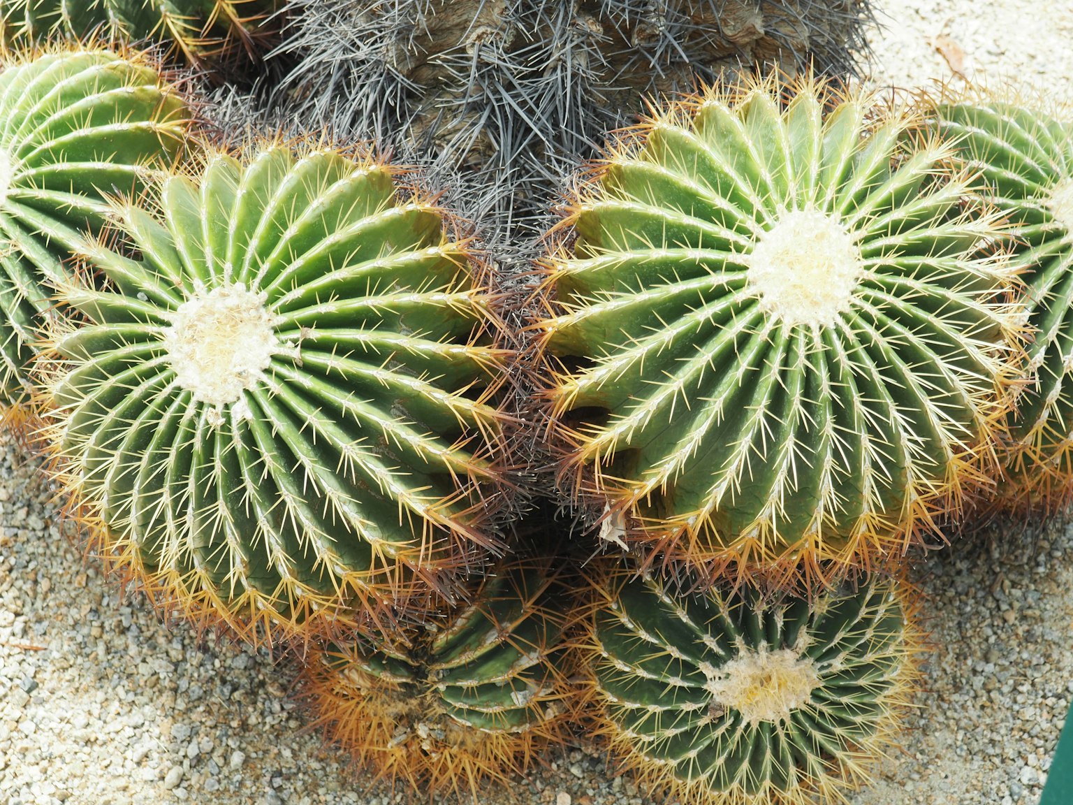 Cactus verdes con formas circulares distintivas y espinas visibles