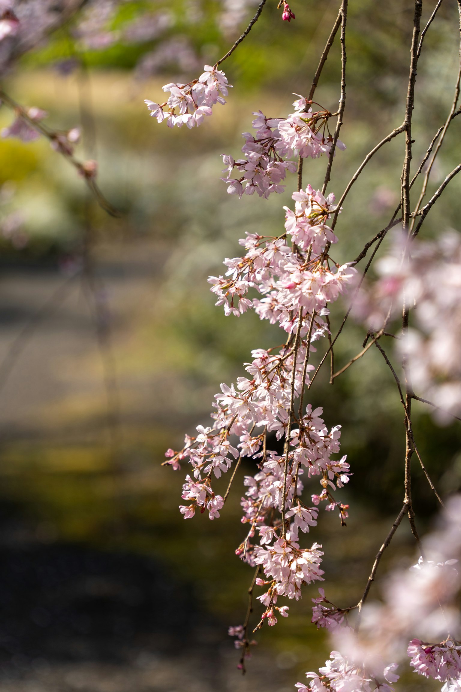 Gros plan sur des branches de cerisiers en fleurs