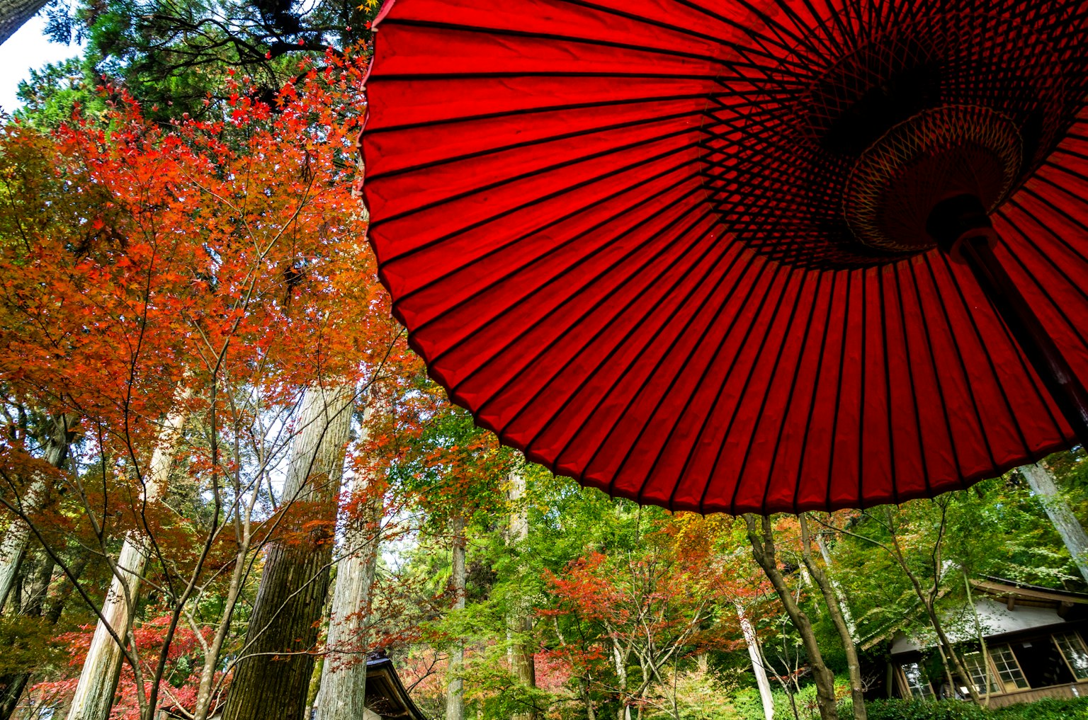 Red Japanese umbrella with vibrant autumn foliage