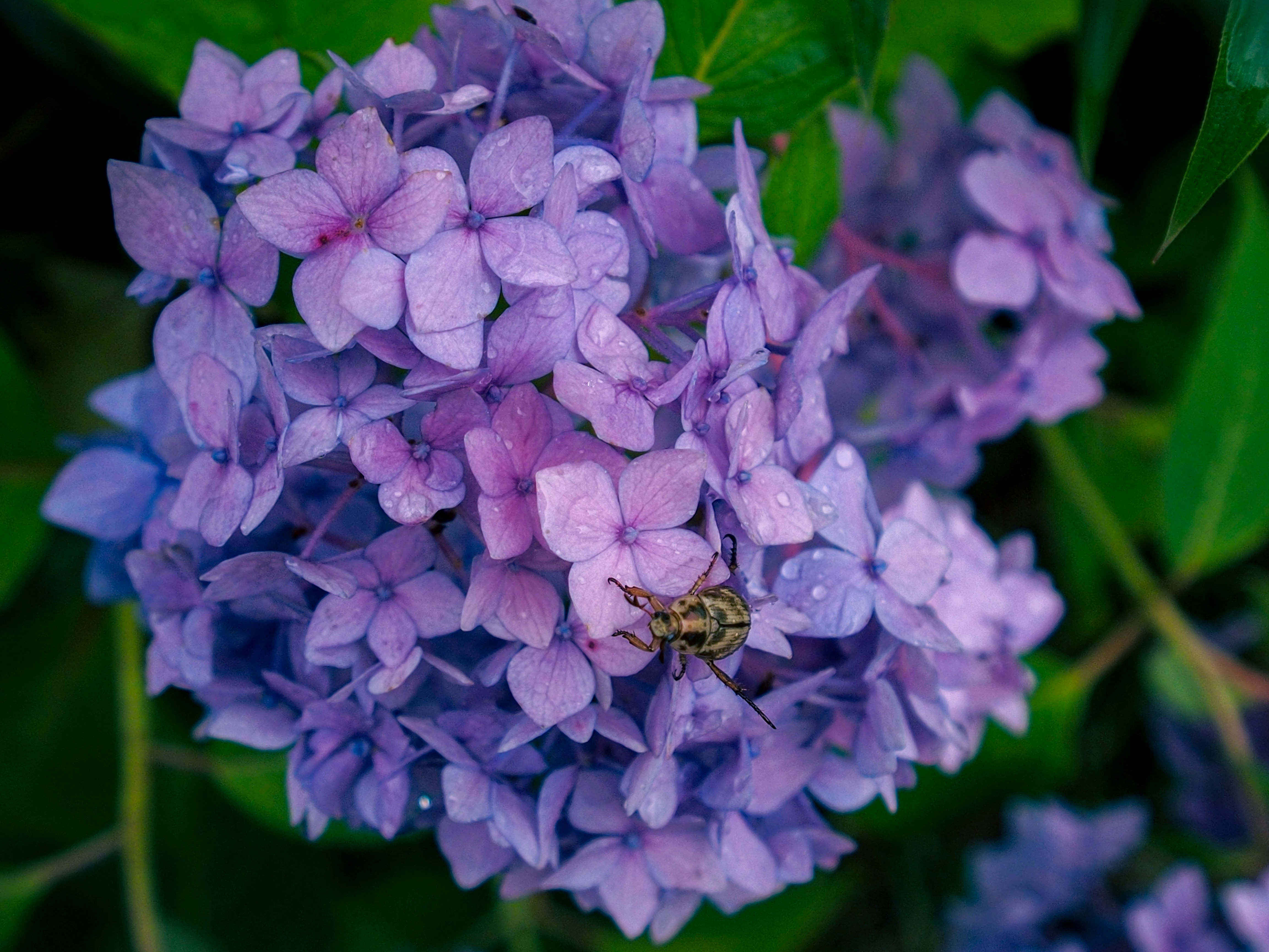 紫のアジサイの花と花びらのクローズアップ
