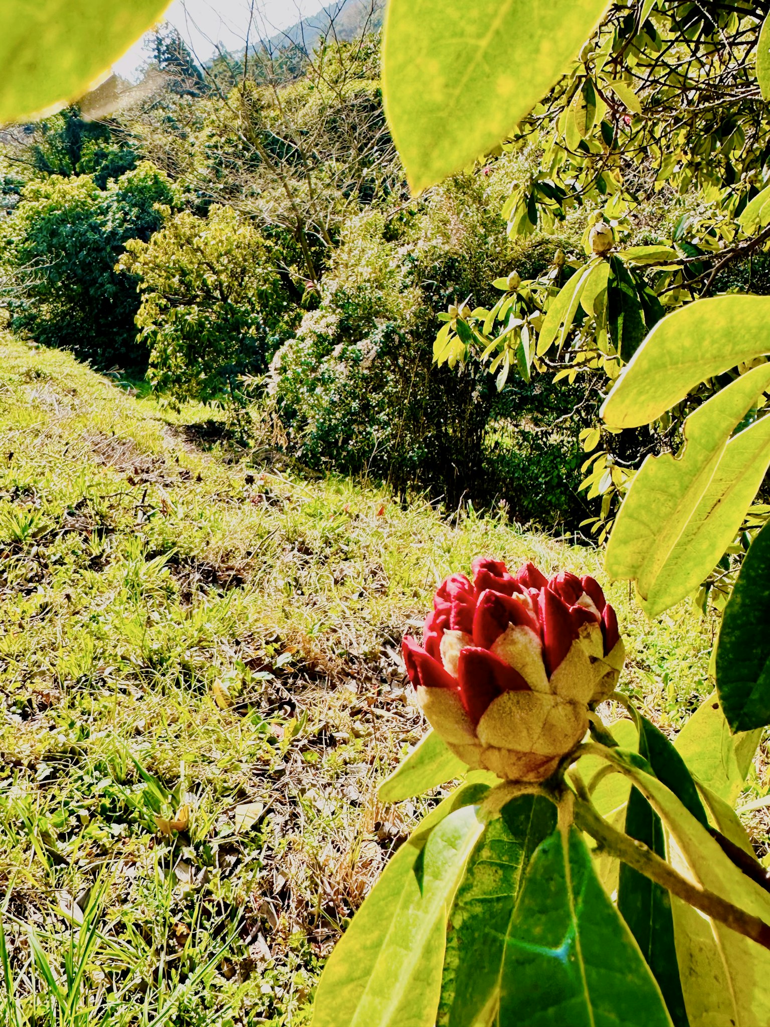Primo piano di un fiore rosso circondato da foglie verdi in un ambiente naturale