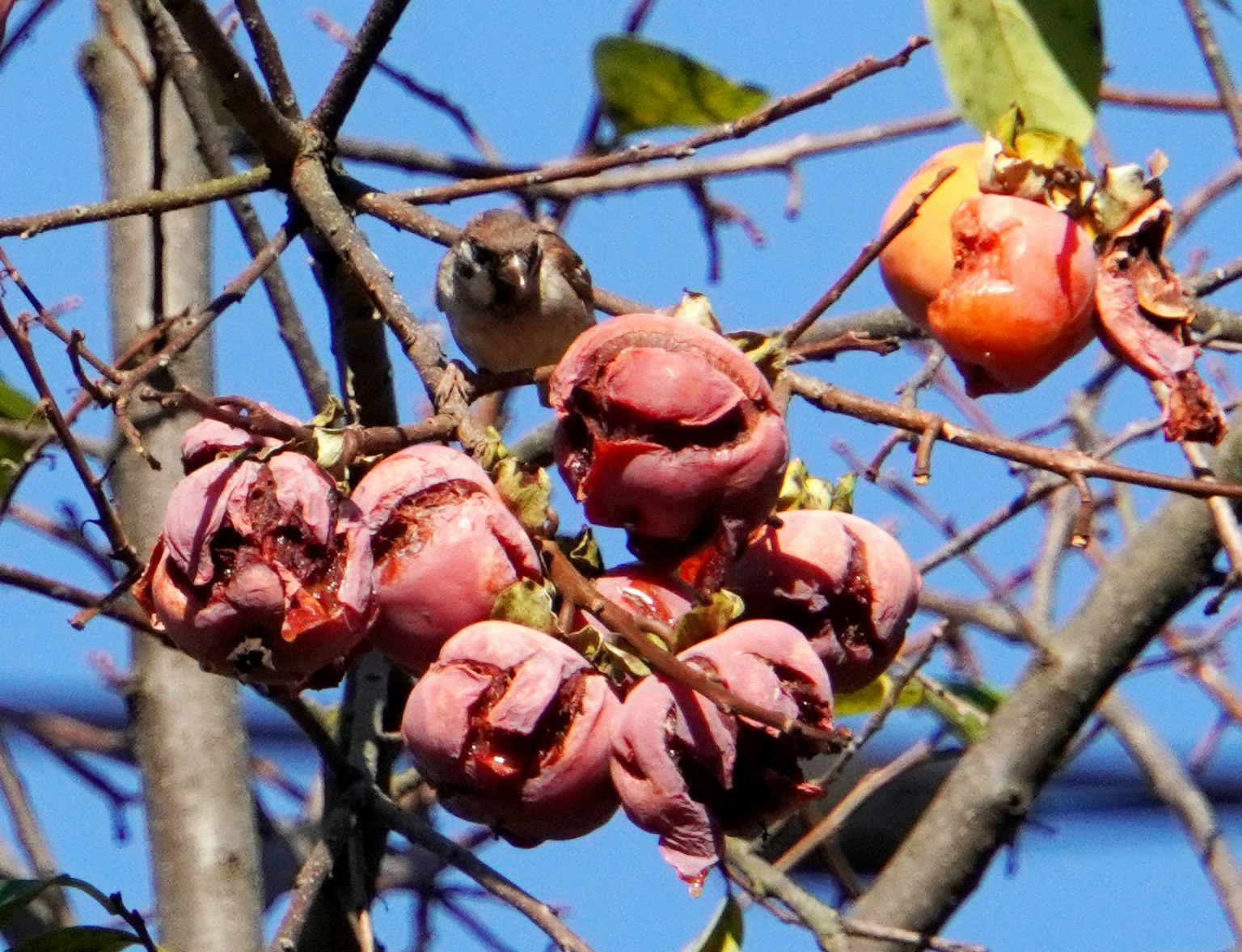 Frutti rosa sui rami di un albero con un uccello piccolo