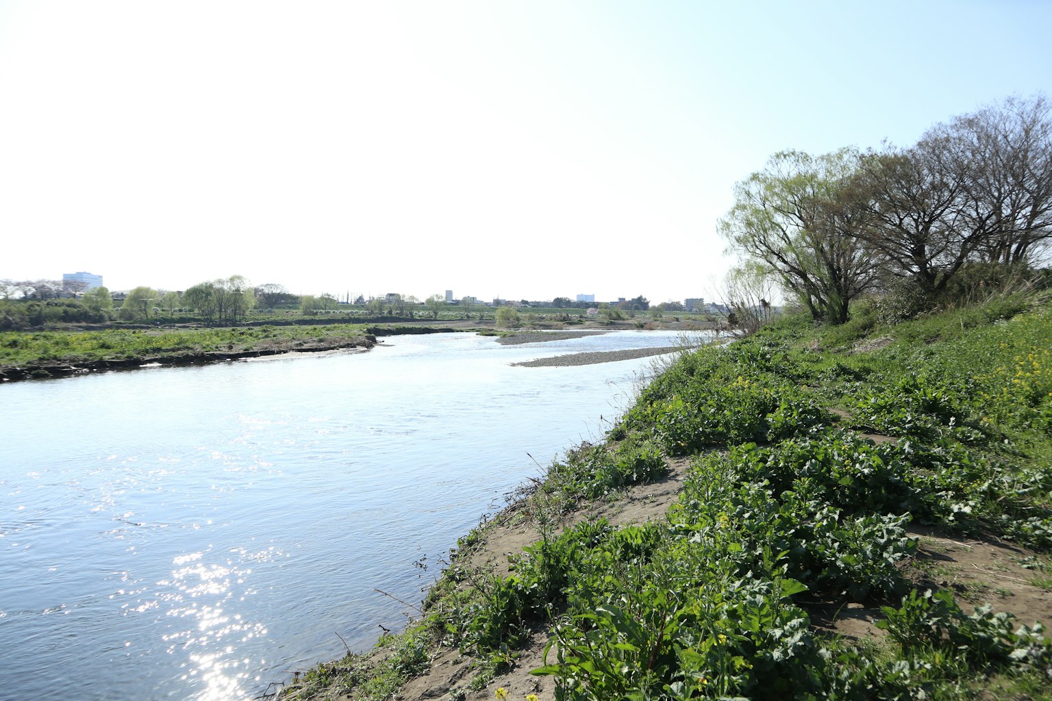 Paesaggio fluviale sereno con erba verde e alberi lungo la riva