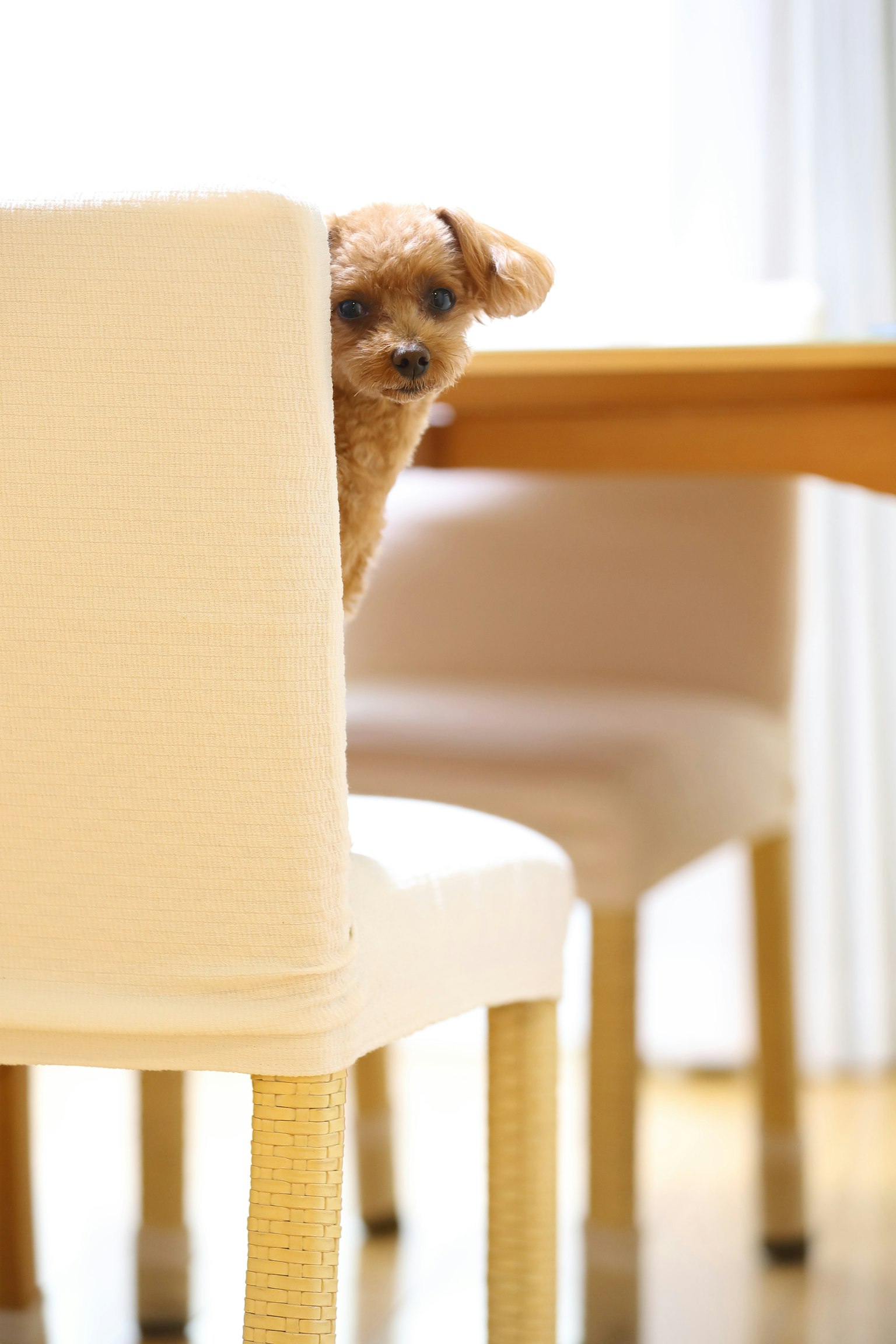 Un piccolo cane che sbircia sopra lo schienale di una sedia