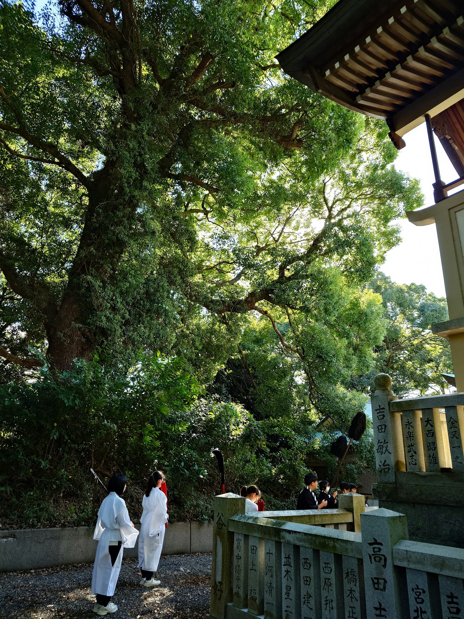 神社の近くに立つ大きな木と白い衣装を着た人々