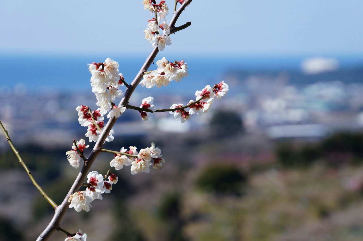 Ramo di fiori di ciliegio in fiore con il mare sullo sfondo