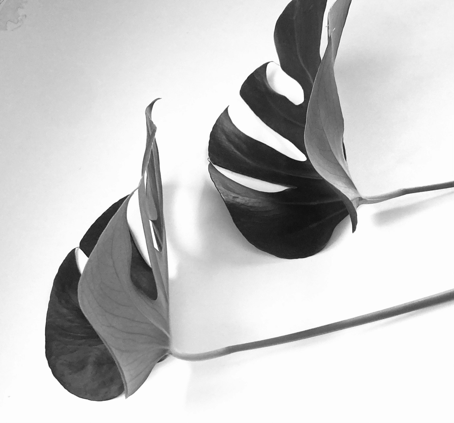 Artistic composition of overlapping Monstera leaves in black and white