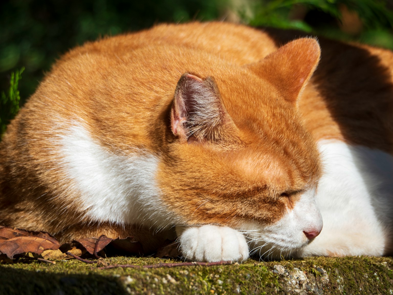 Chat orange et blanc se relaxant au soleil
