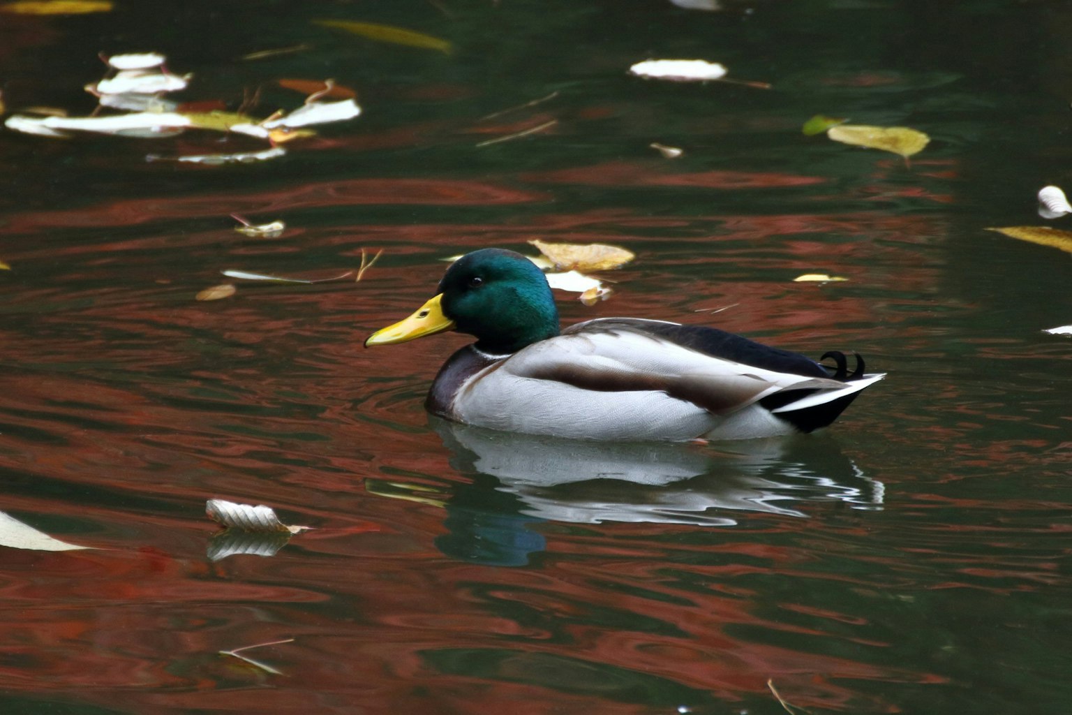 Pato macho nadando en un estanque con reflejos coloridos y hojas de otoño