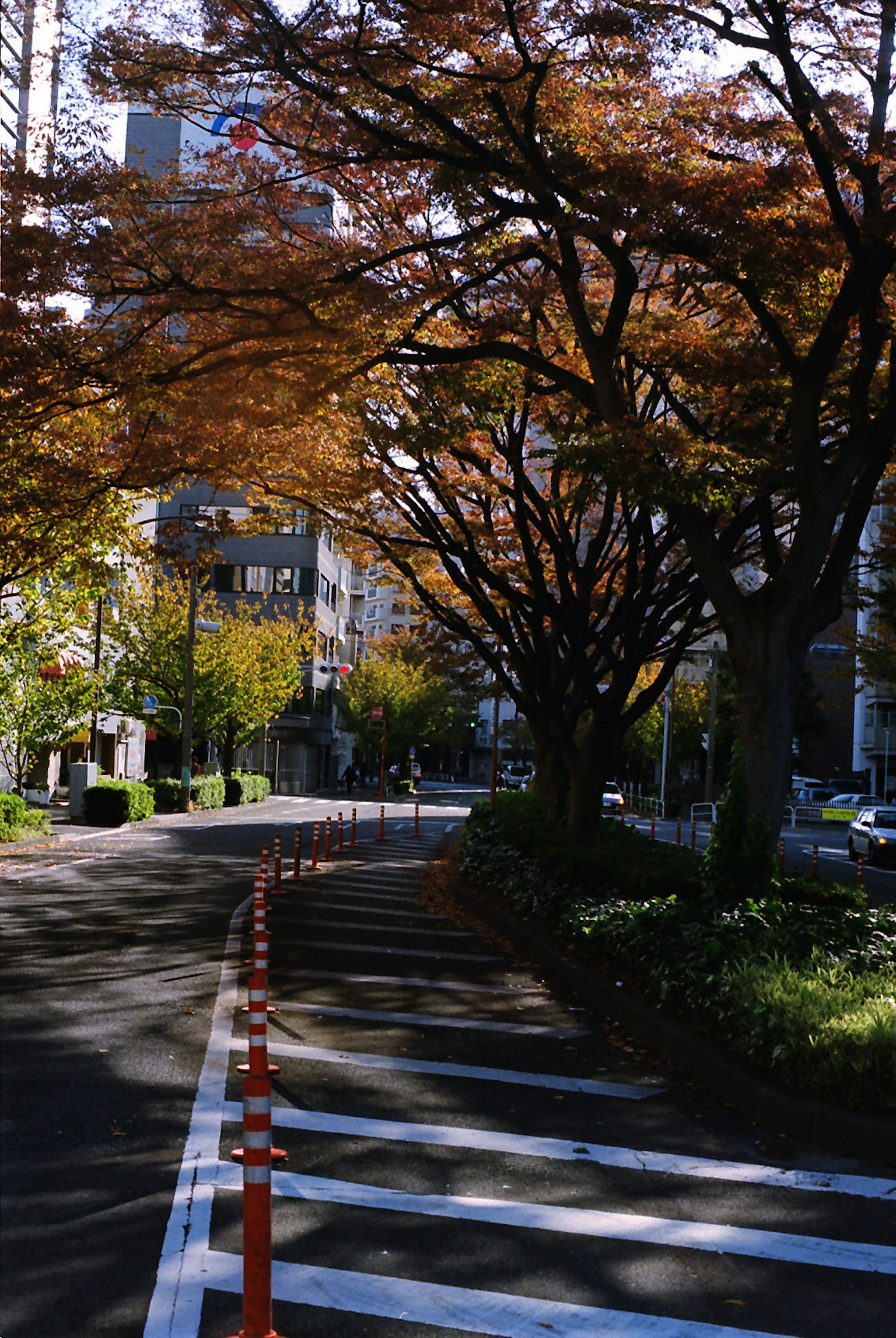 Rue d'automne avec des arbres et des bâtiments