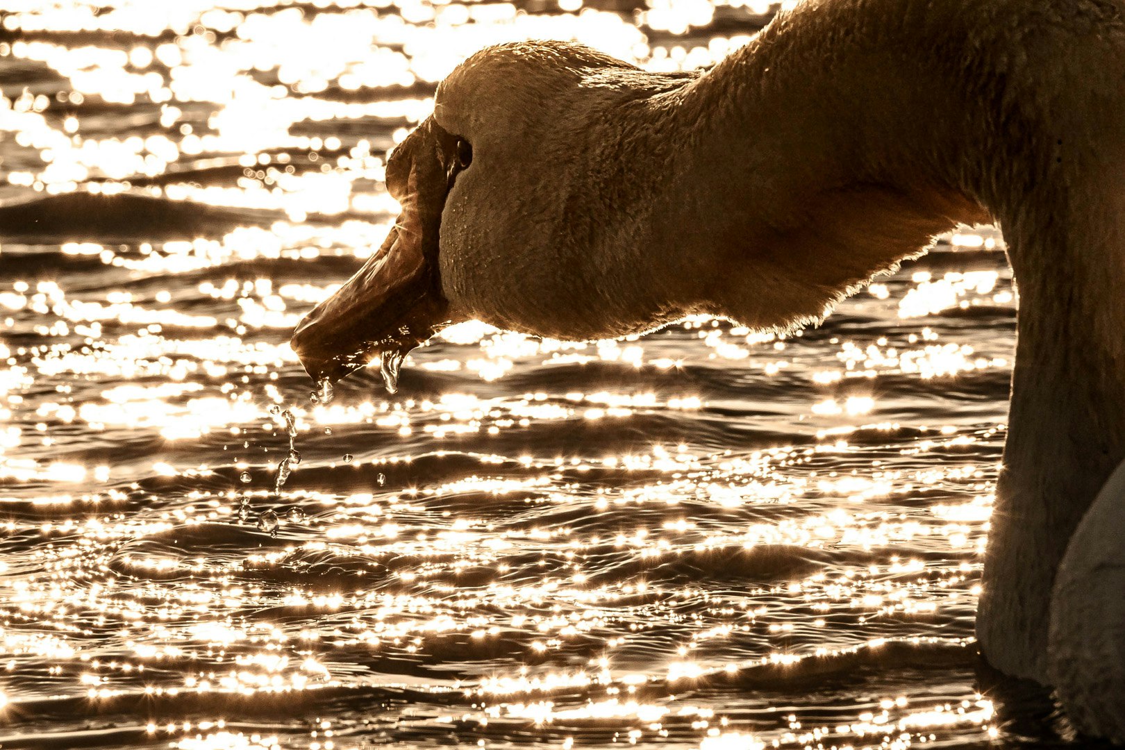 dog walking along a riverside at sunset