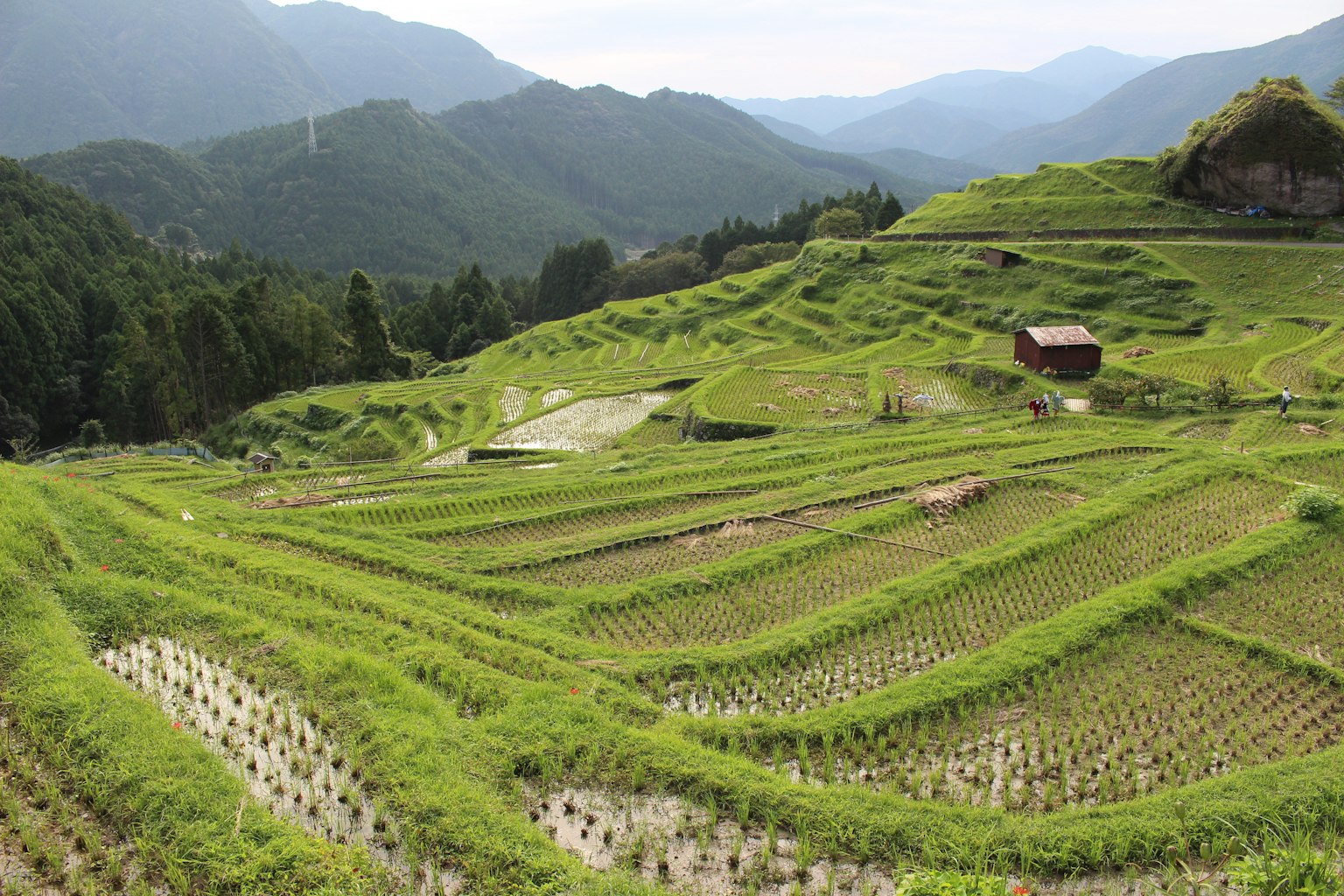 Beautiful terraced rice fields with lush green crops and mountains in the background
