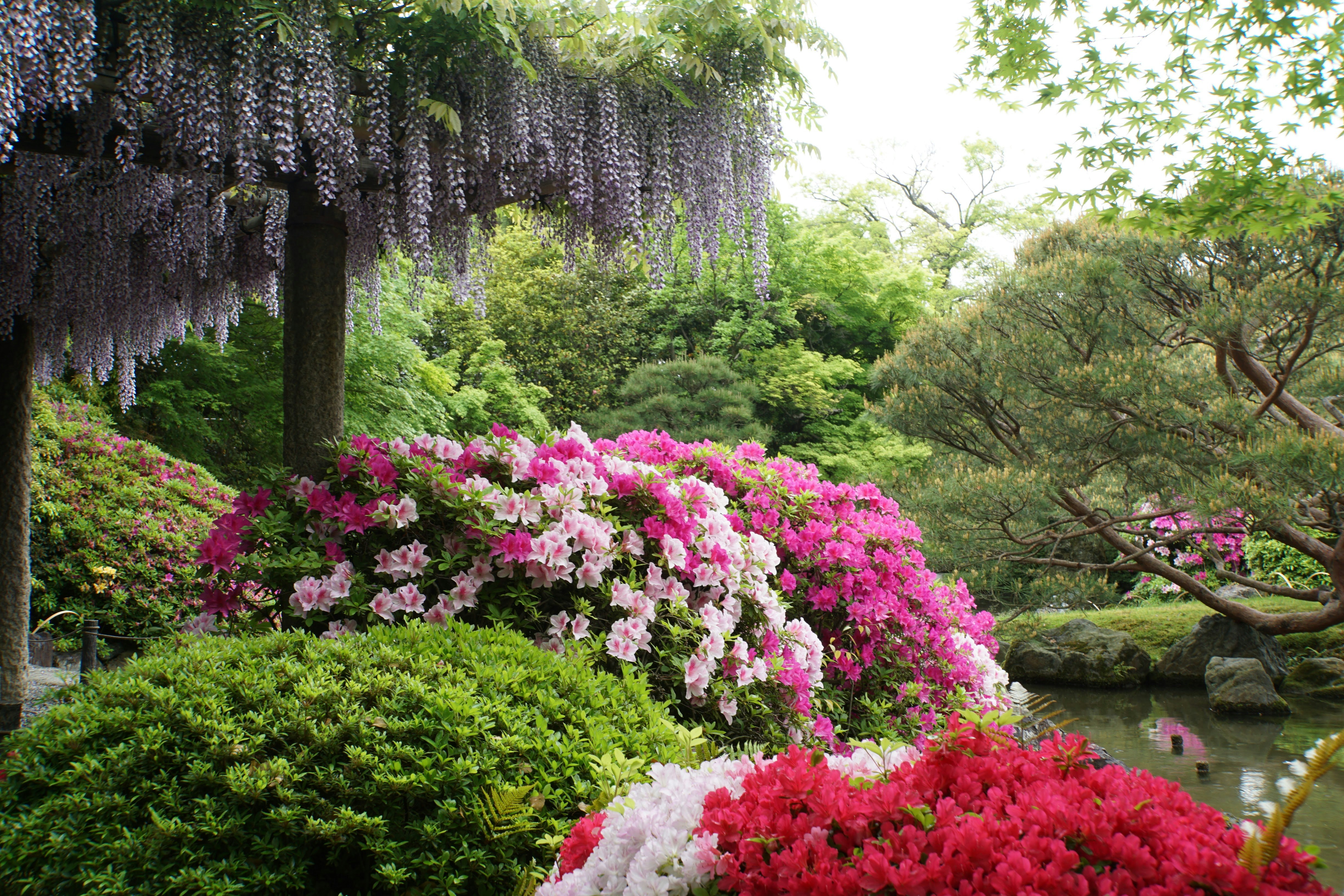 giardino con glicine ricadente e aiuole di fiori vivaci