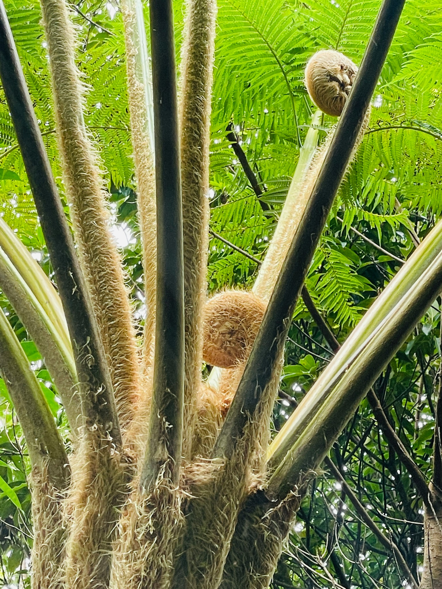 Primo piano di una pianta con foglie verdi e steli sottili Frutti rotondi visibili in alto