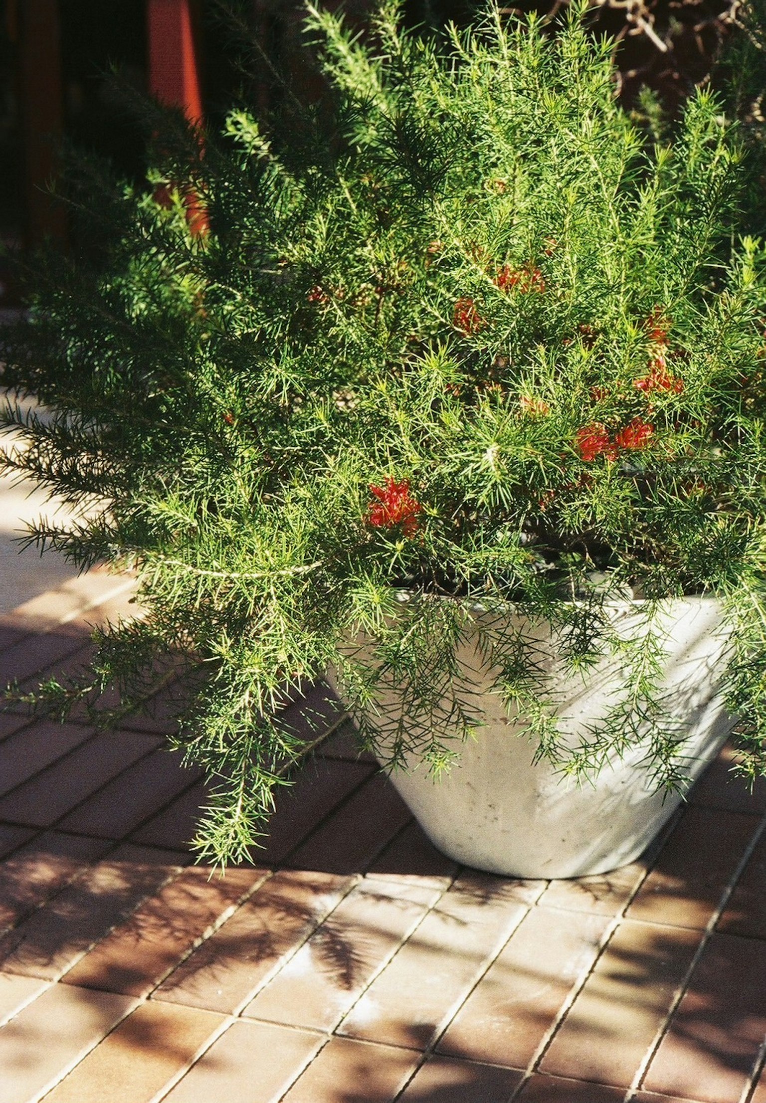 Grande plante en pot avec des feuilles vertes et des fleurs rouges sur le sol carrelé