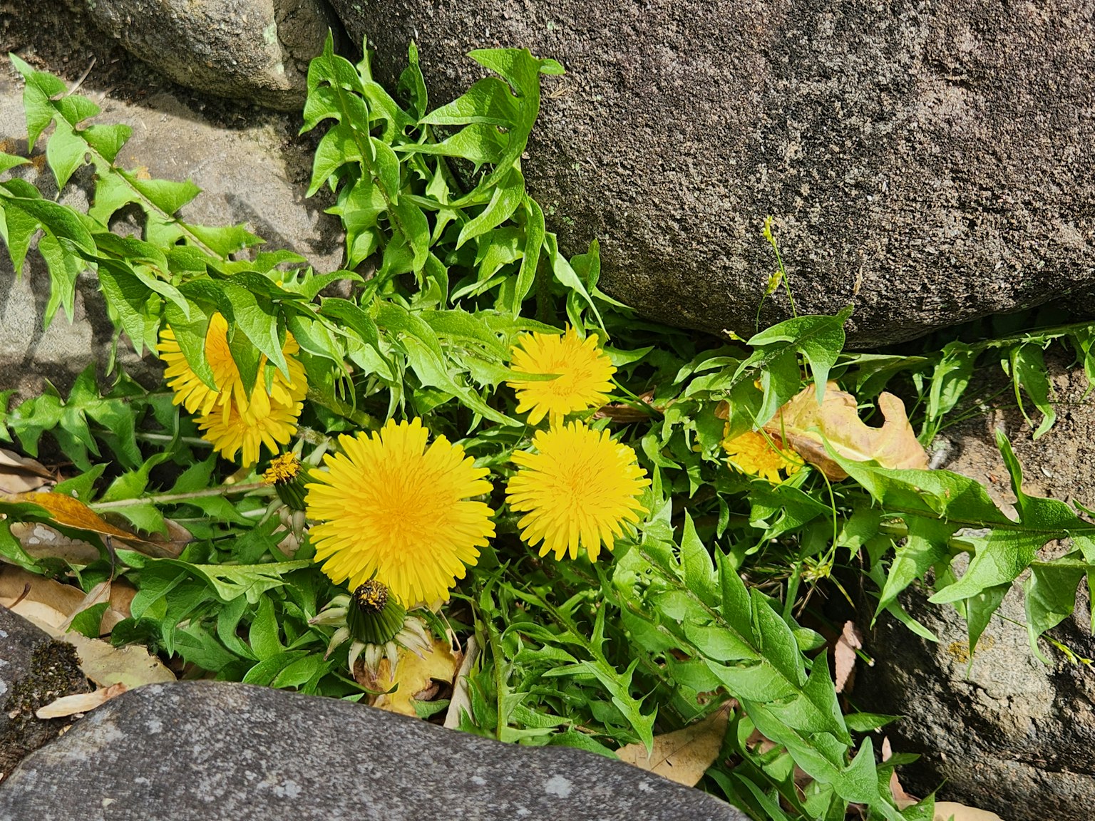 Bunga dandelion kuning muncul di antara daun hijau dan batu