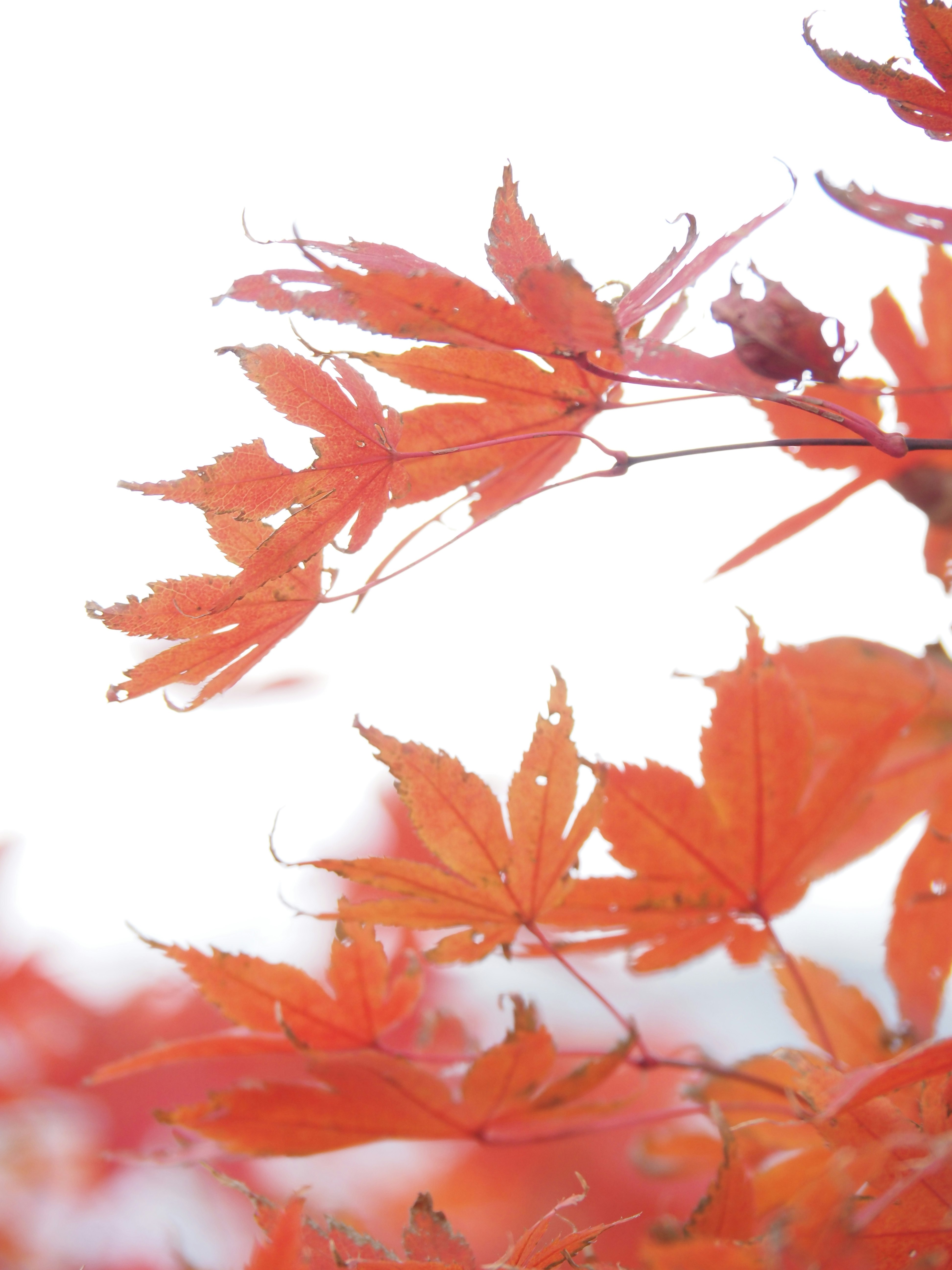 色づく紅葉の枝先