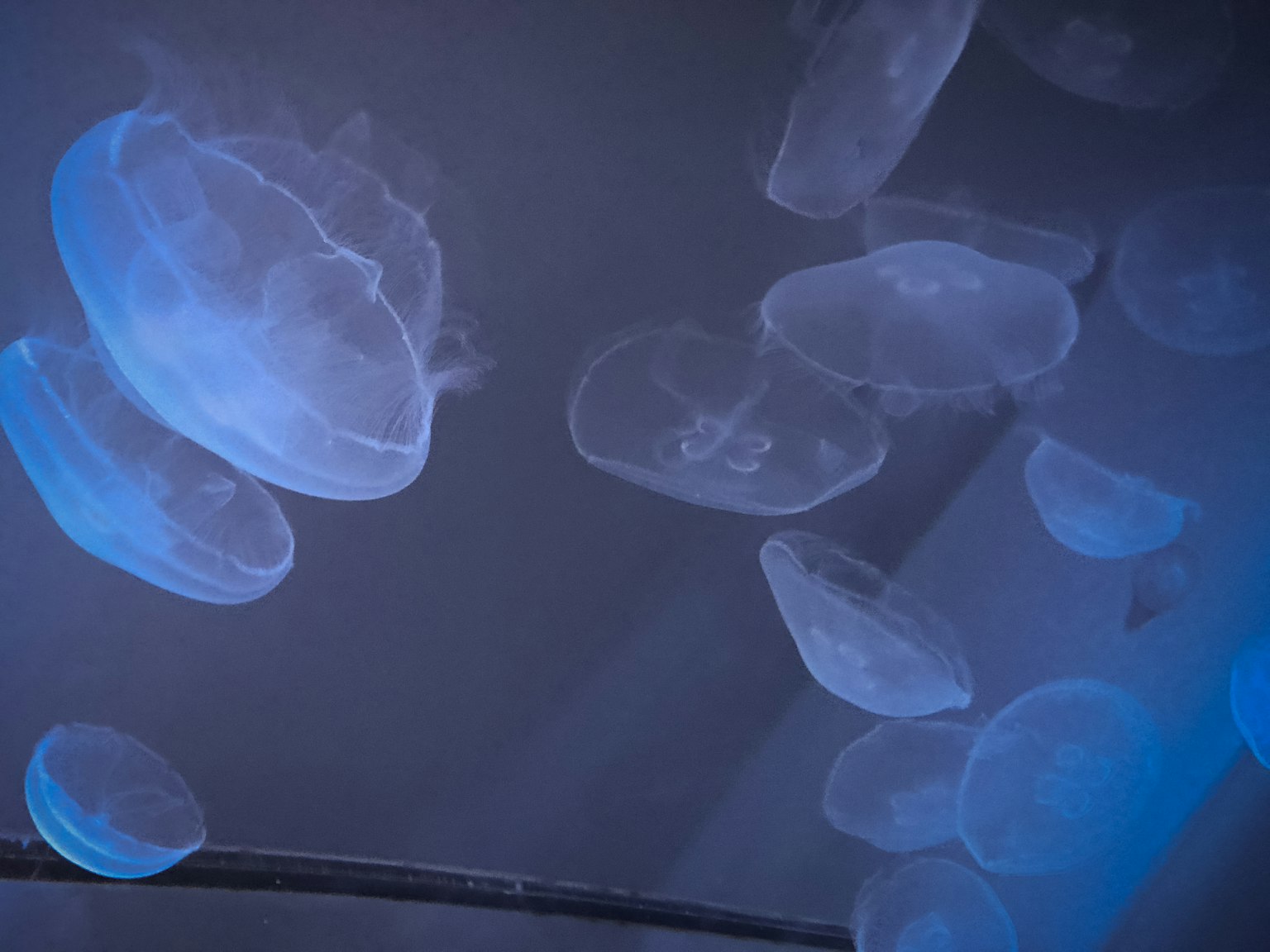 Jellyfish transparan yang diterangi cahaya biru mengapung di dalam air