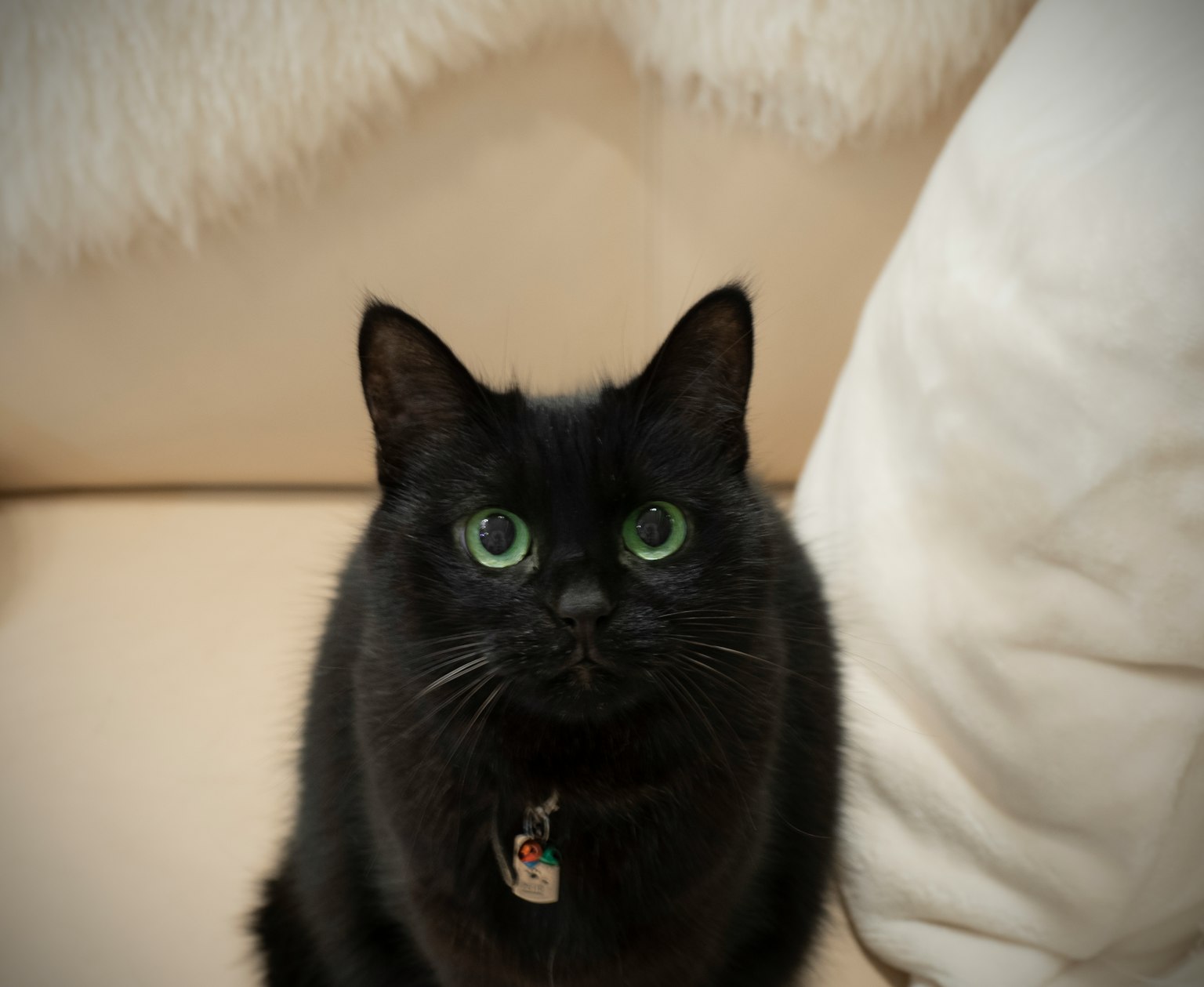 Schwarze Katze mit grünen Augen sitzt auf einem Sofa