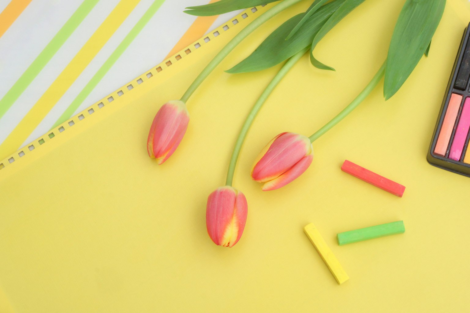 ทิวลิปสีชมพูบนพื้นหลังสีเหลืองพร้อมชิ้นส่วนชอล์กสีสัน