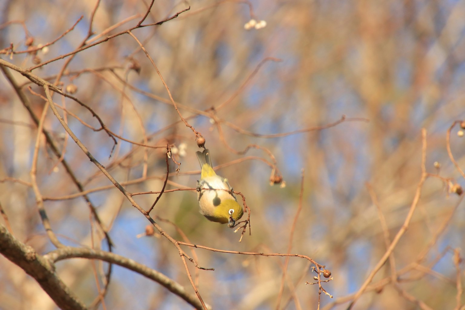 Kleiner Vogel auf einem Ast unter einem blauen Himmel mit kahlen Zweigen