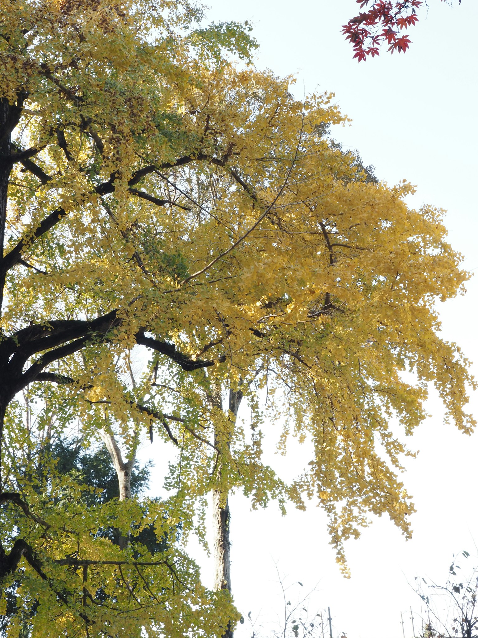 Gambar pohon dengan daun kuning cerah