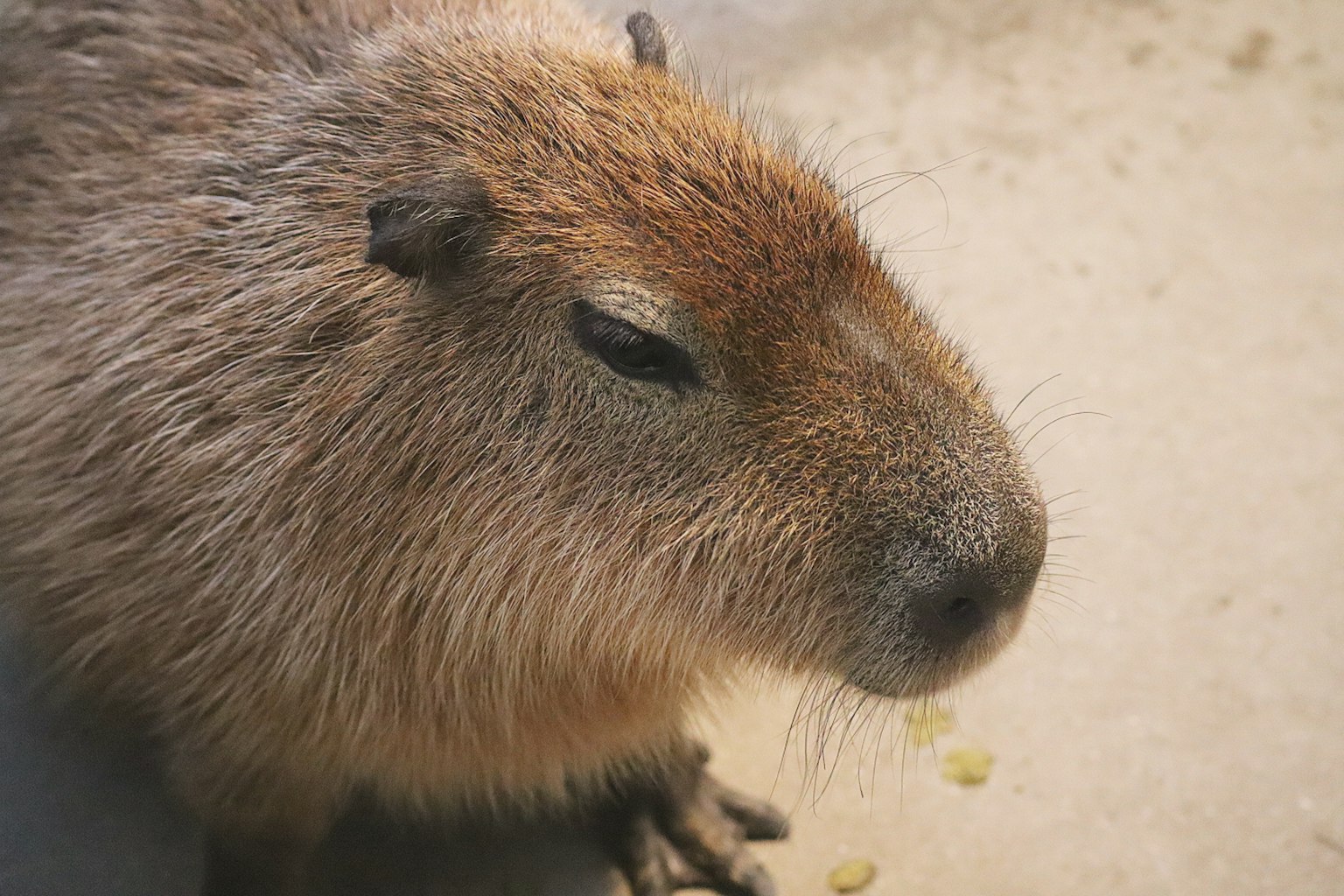Close-up wajah capybara Bulu lembut dengan nuansa coklat