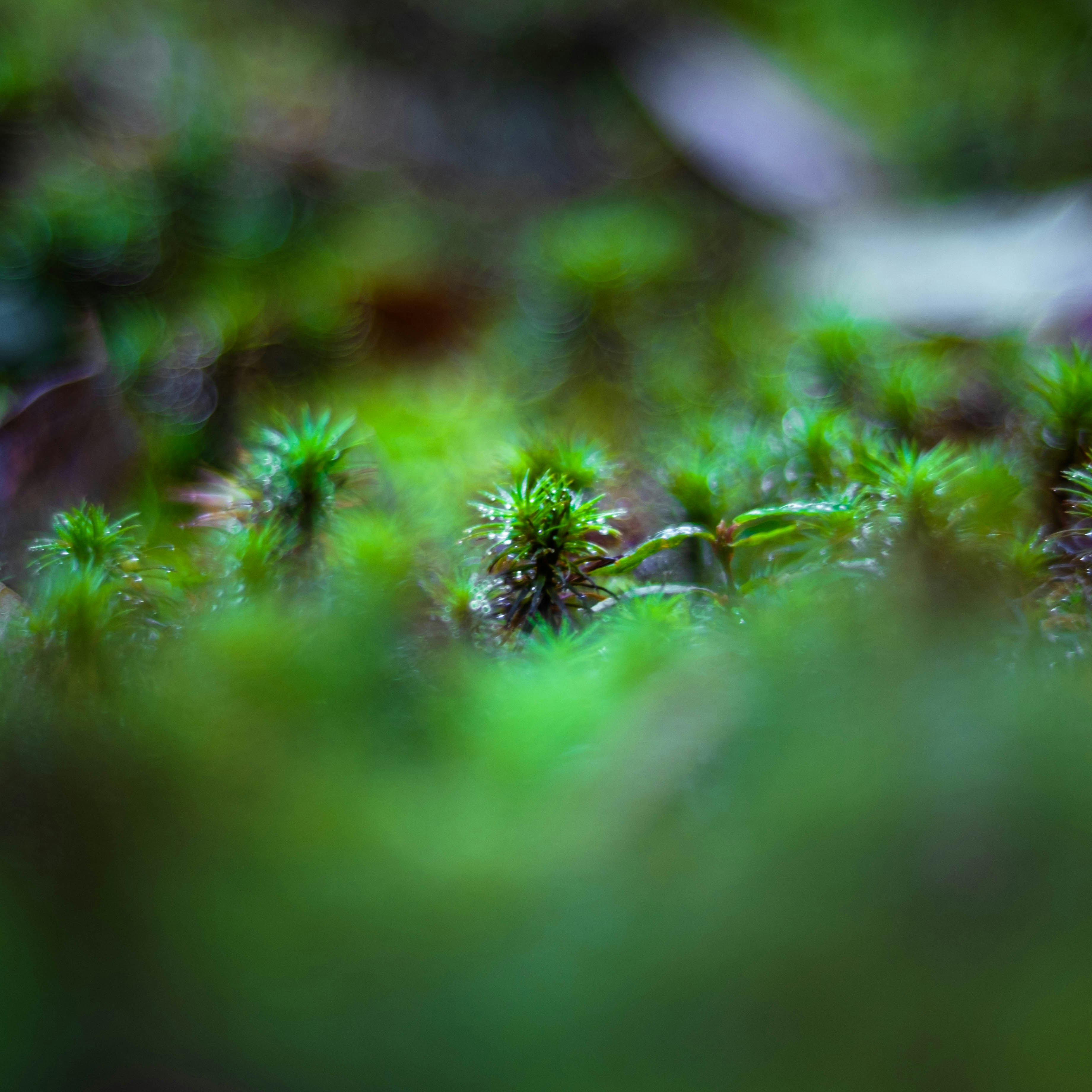 苔むした地面に広がる小さな植物の群生