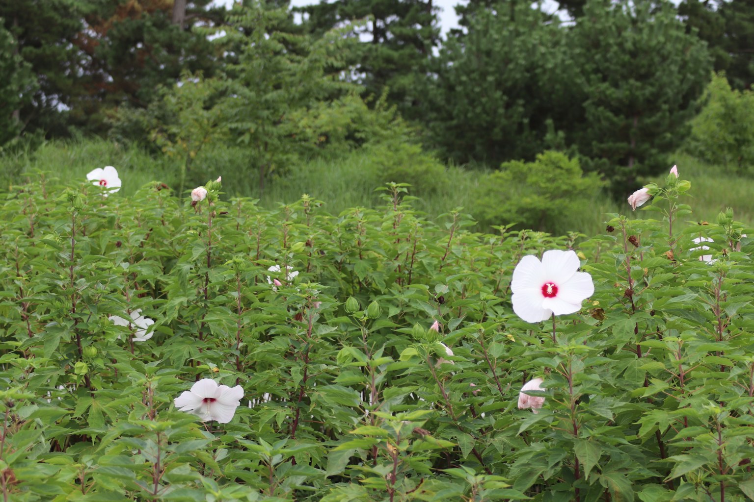 Un paysage avec des fleurs blanches s'épanouissant sur un fond vert