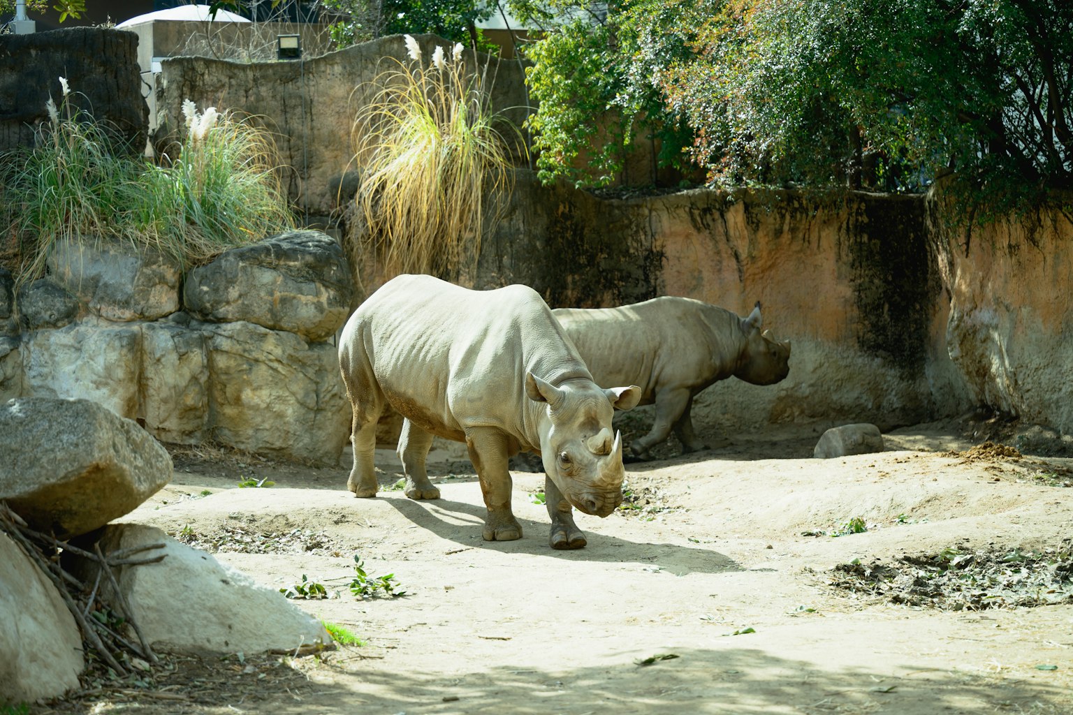Zwei Nashörner, die in einem Zoo-Habitat mit Felsen laufen