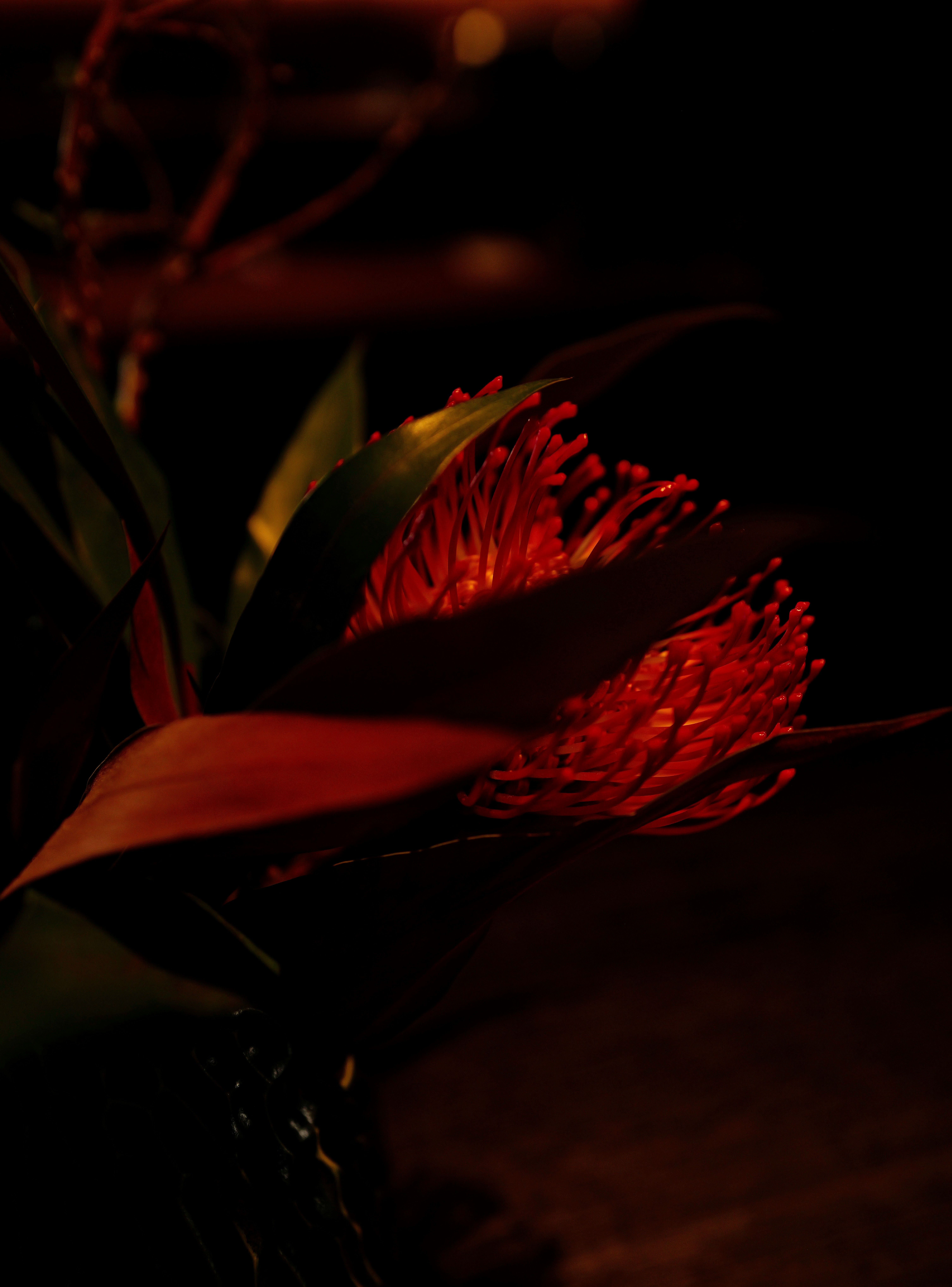 close-up of red glowing petals in the dark