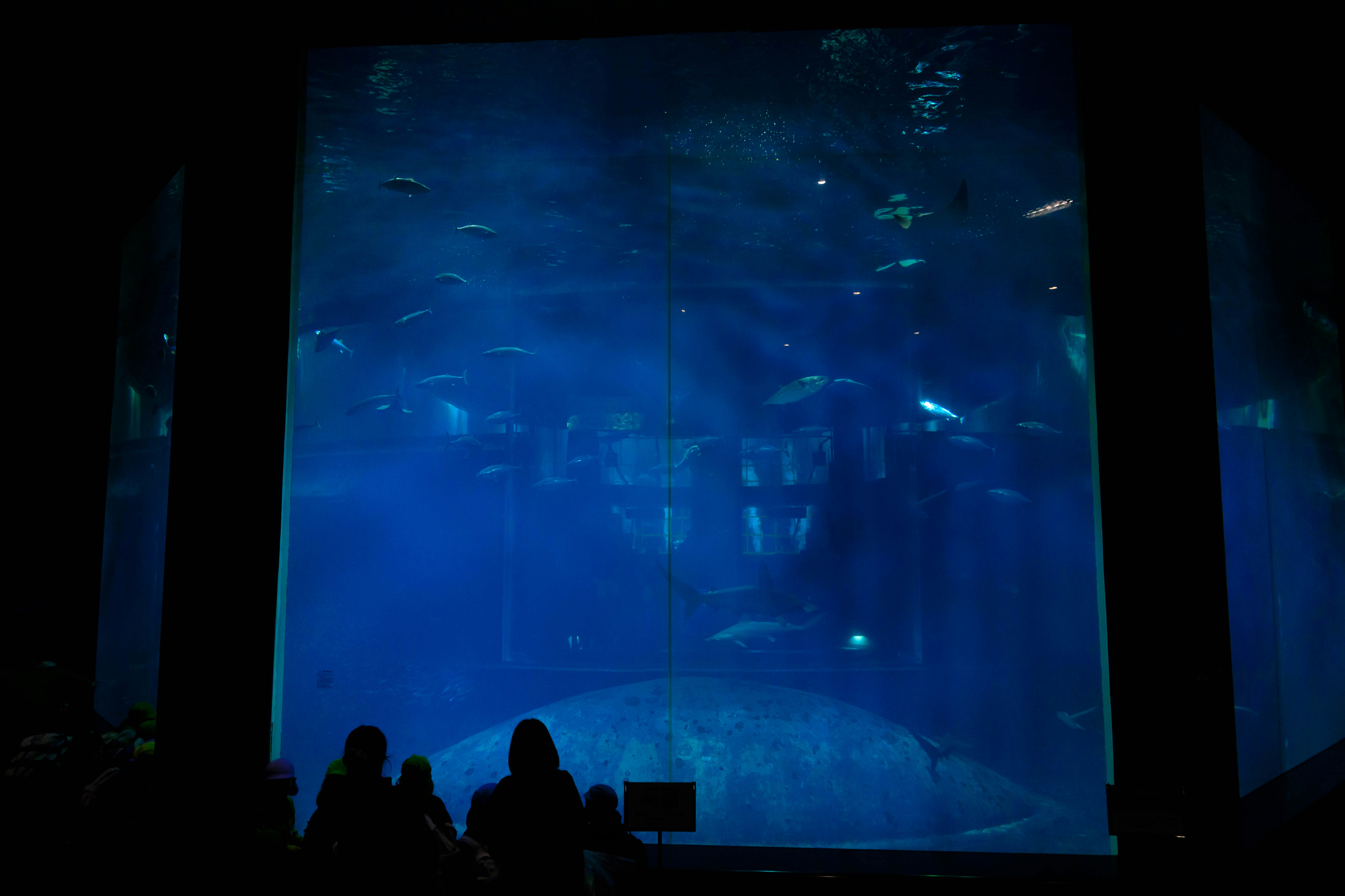 水槽の中を泳ぐ魚と青い光の展示空間