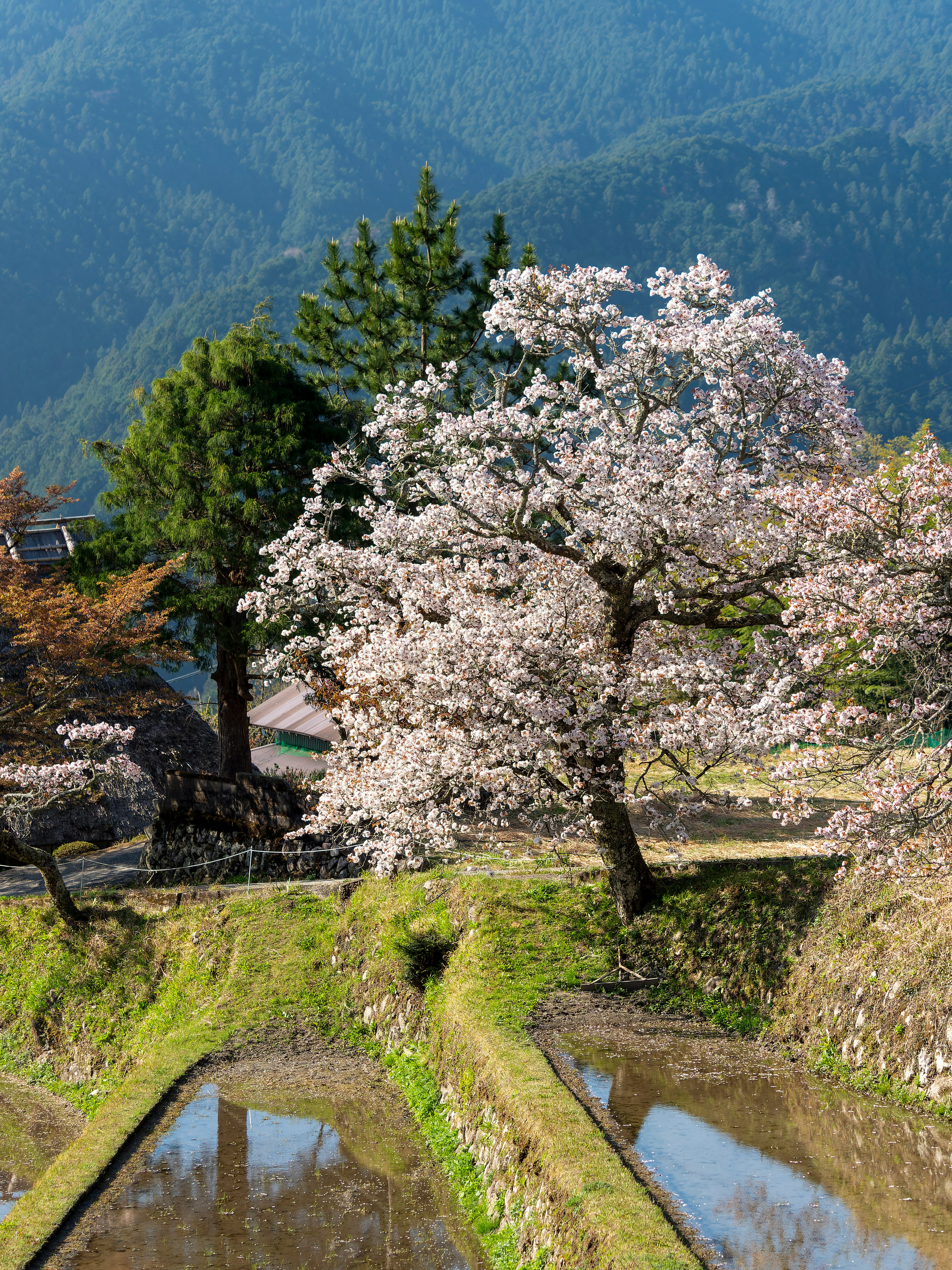 三重縣三多氣里山的櫻花與梯田景色