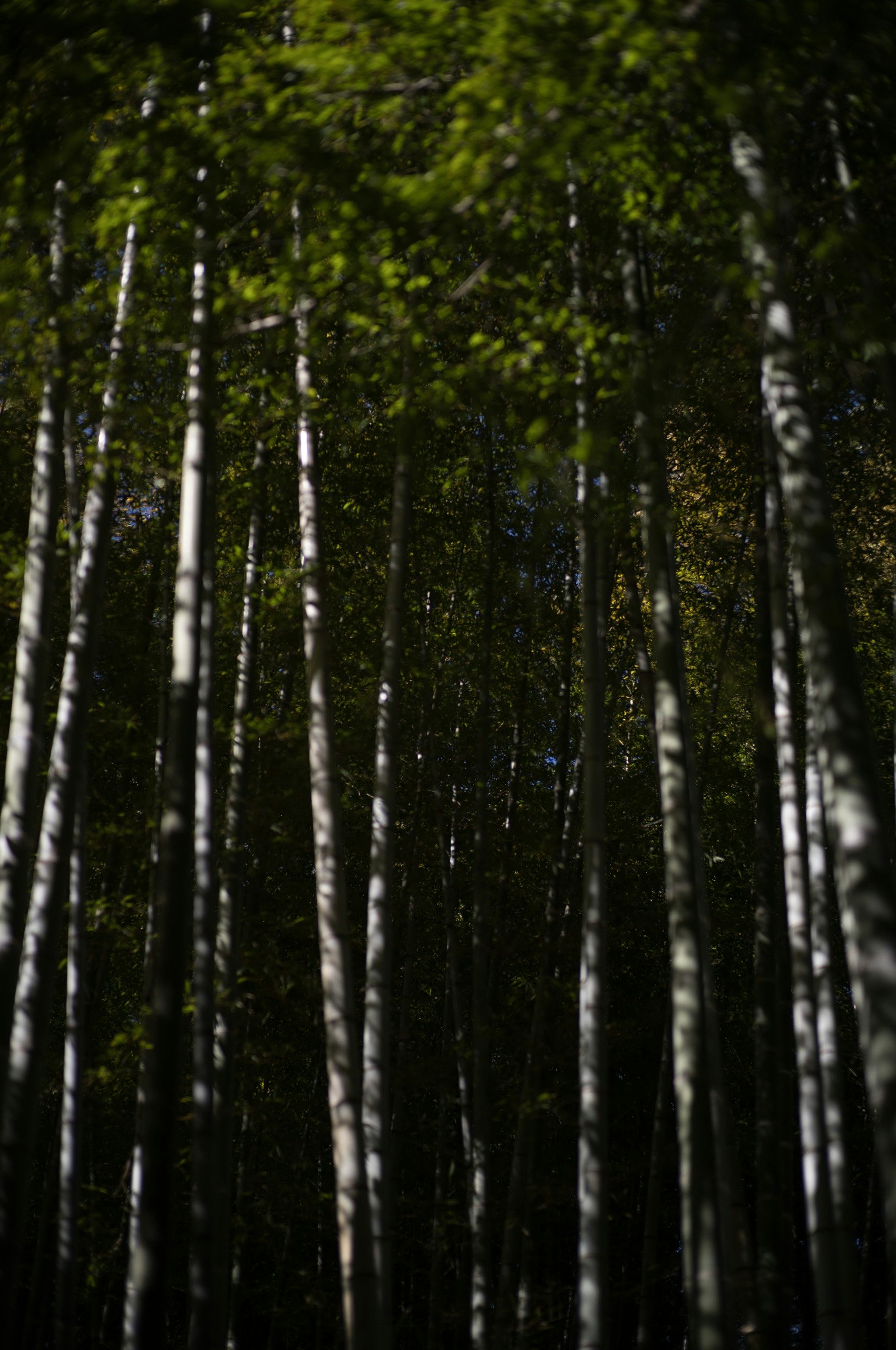 depth view of a dense forest with tall trees
