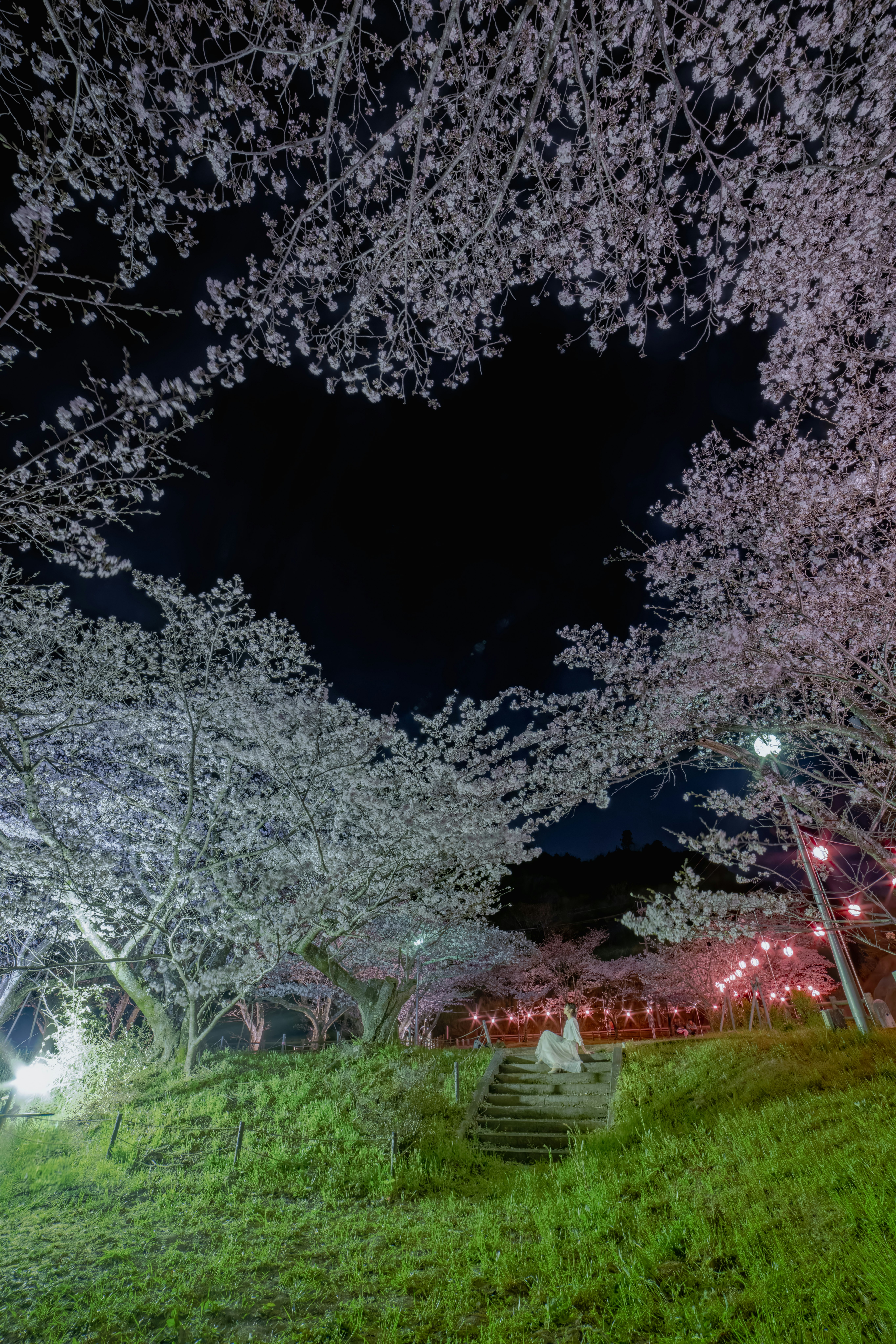 夜の桜並木とライトアップされた庭の小道