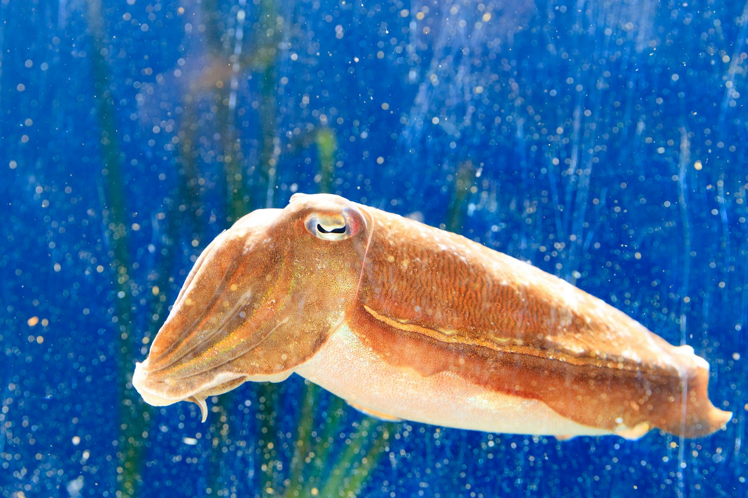 Ein Tintenfisch schwimmt vor einem lebhaften blauen Hintergrund