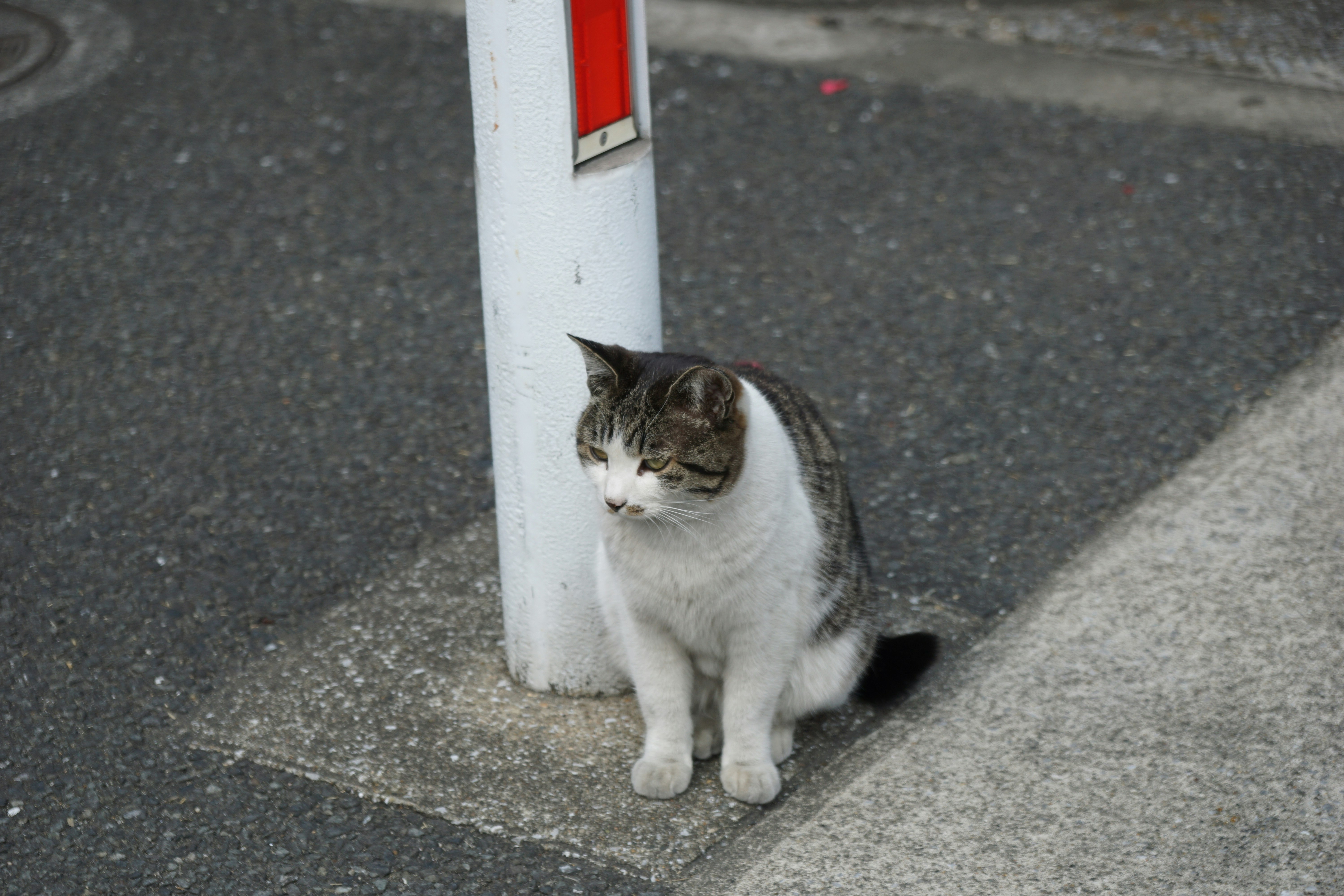 路地の柱のそばにいる白黒の野良猫