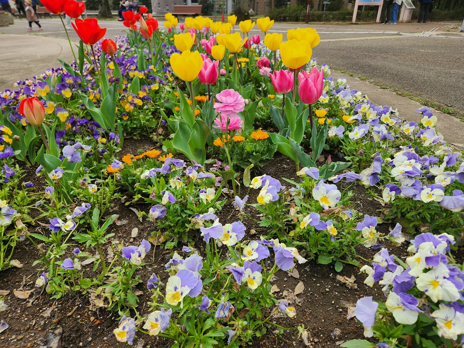 Primo piano di un aiuola con tulipani colorati e violette