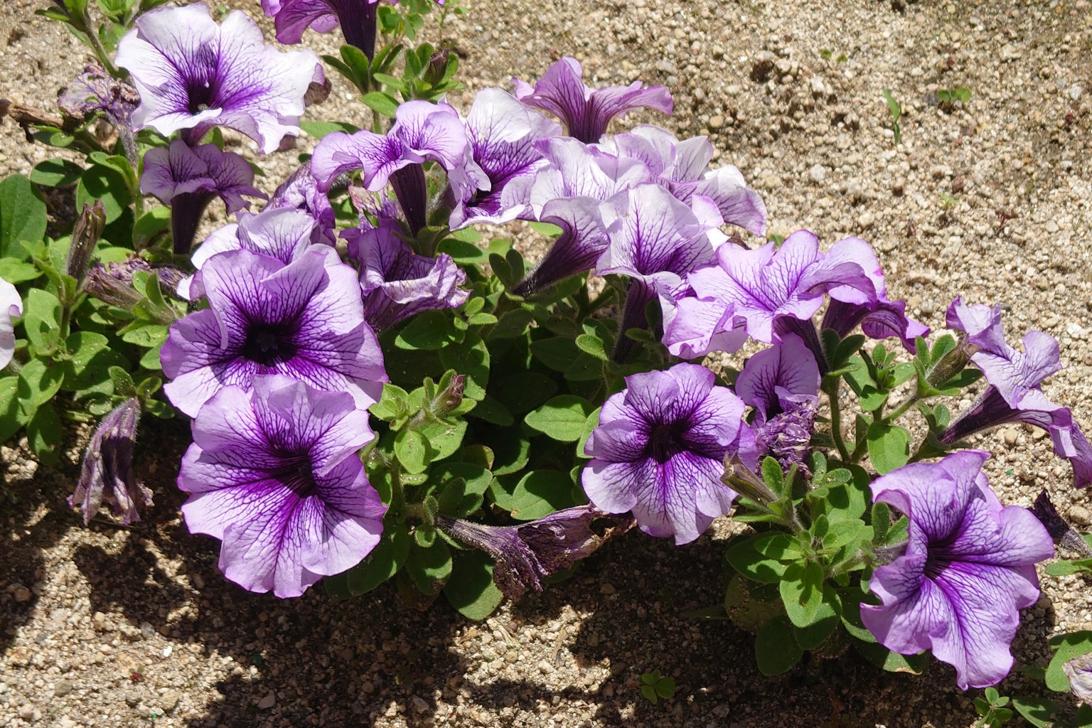 Flores de petunia moradas floreciendo entre hojas verdes