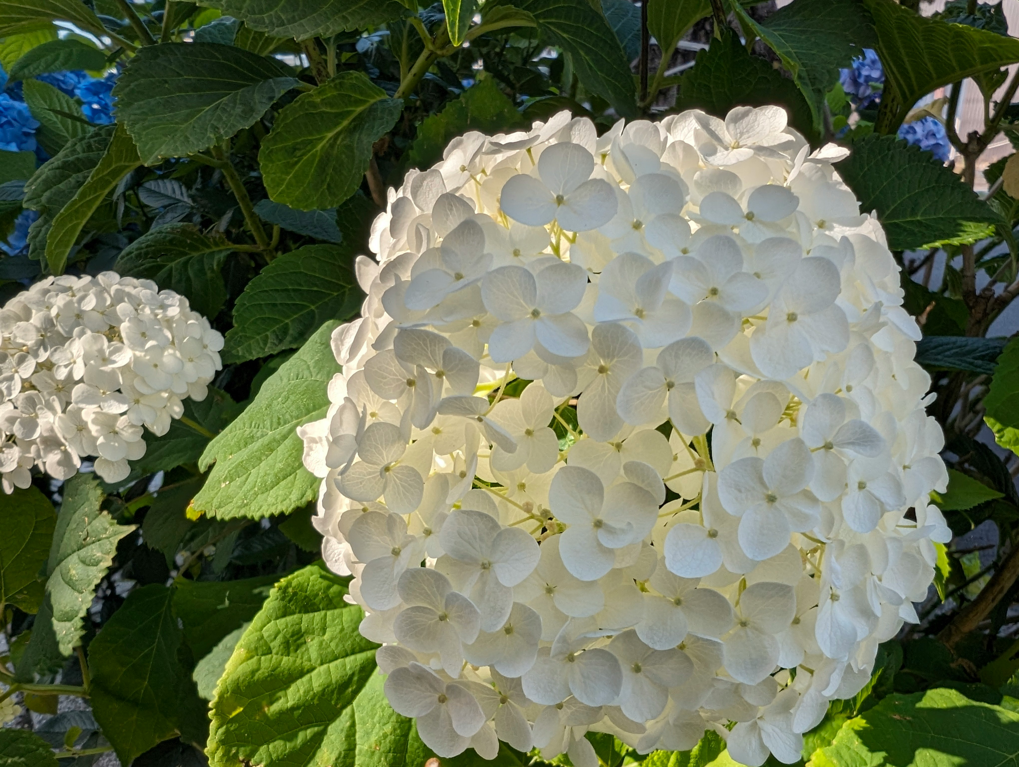アジサイの白い花と緑の葉が寄り添う庭の花