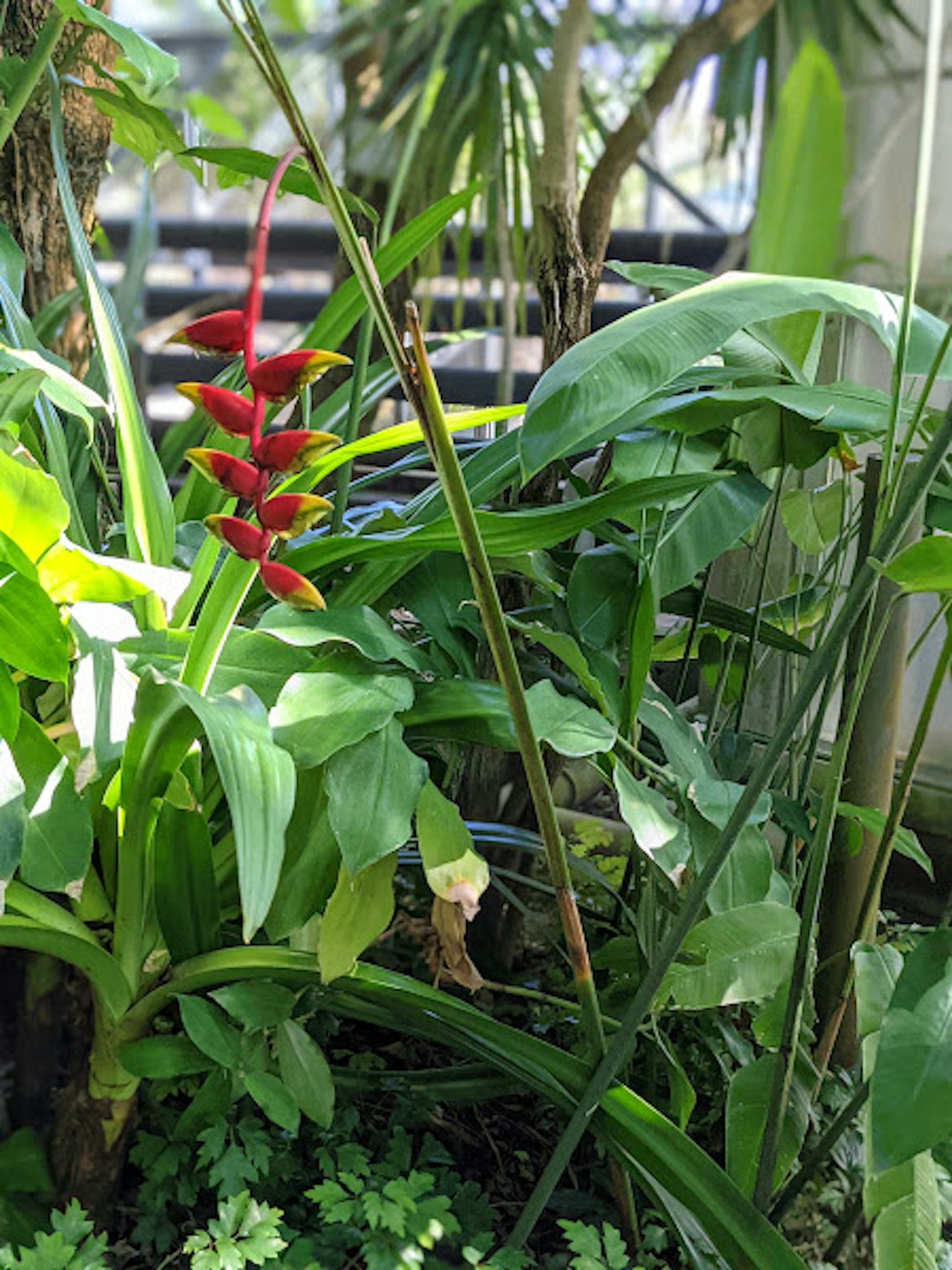 Vibrant red flowers among lush green tropical plants