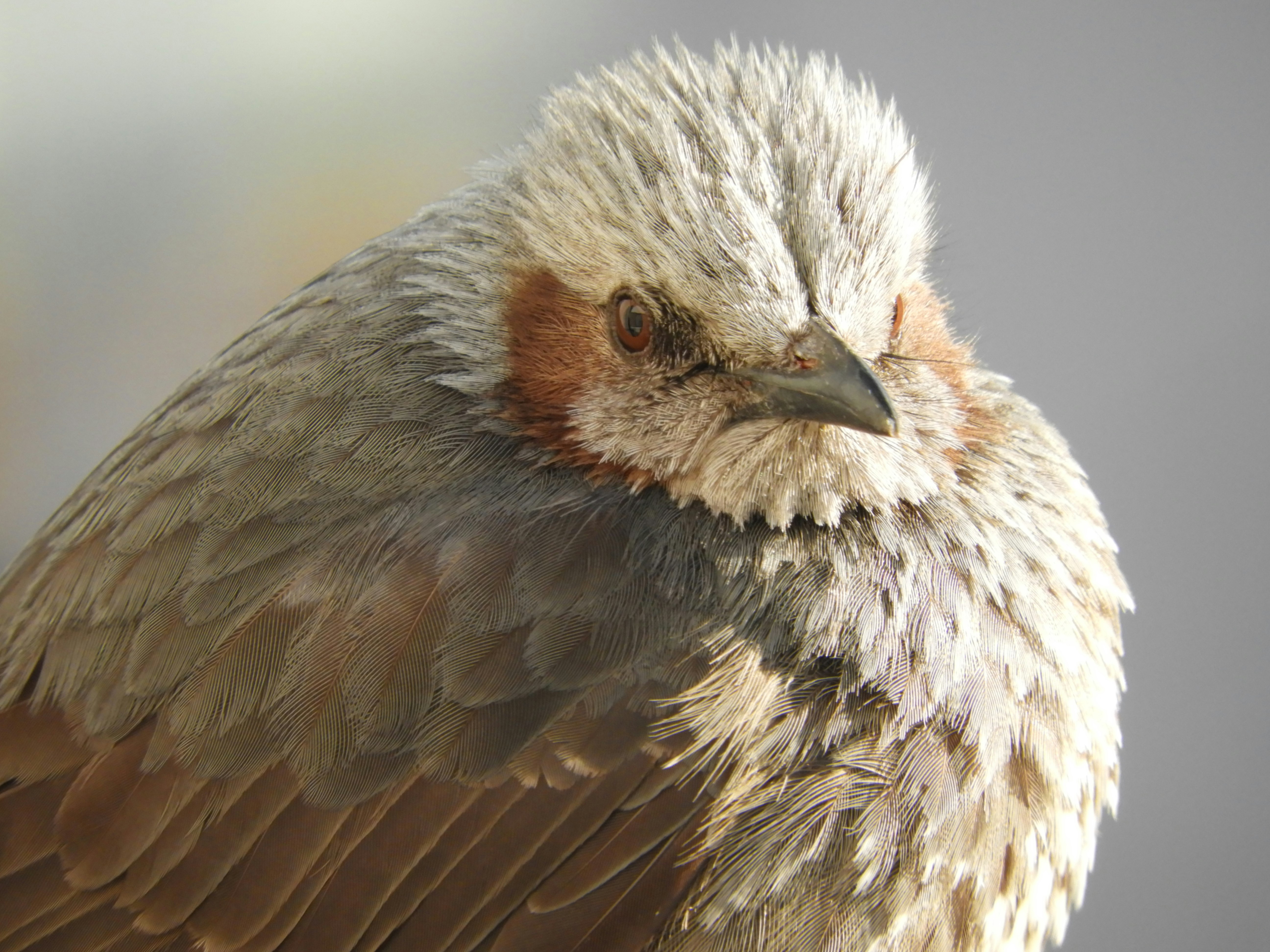 直視鏡頭的鳥特寫