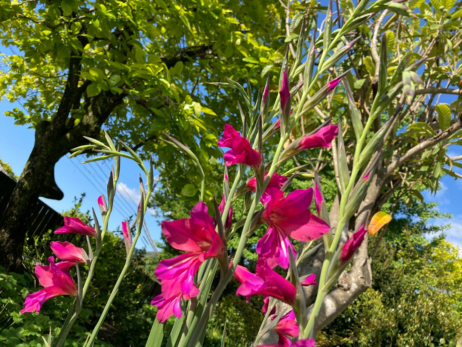 Fleurs roses vives fleurissant parmi des feuilles vertes sous un ciel bleu