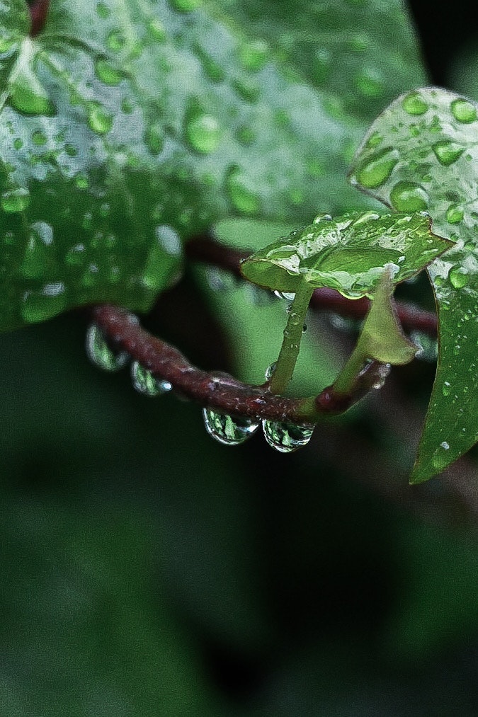 Close-up daun hijau dan batang dengan tetesan hujan